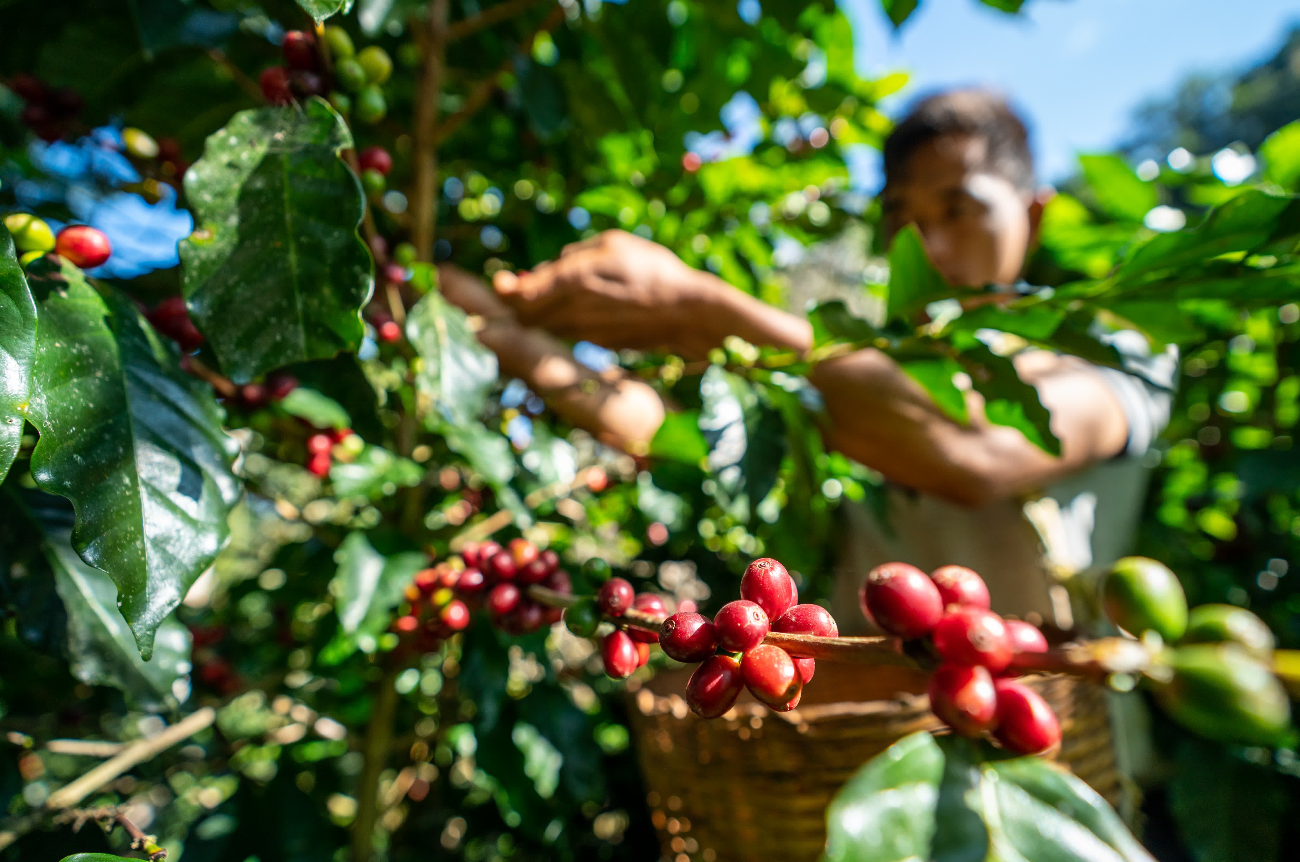 11月16日，在雲南省普洱市野鴨塘河谷咖啡莊園，農民在採摘咖啡果。（新華社）