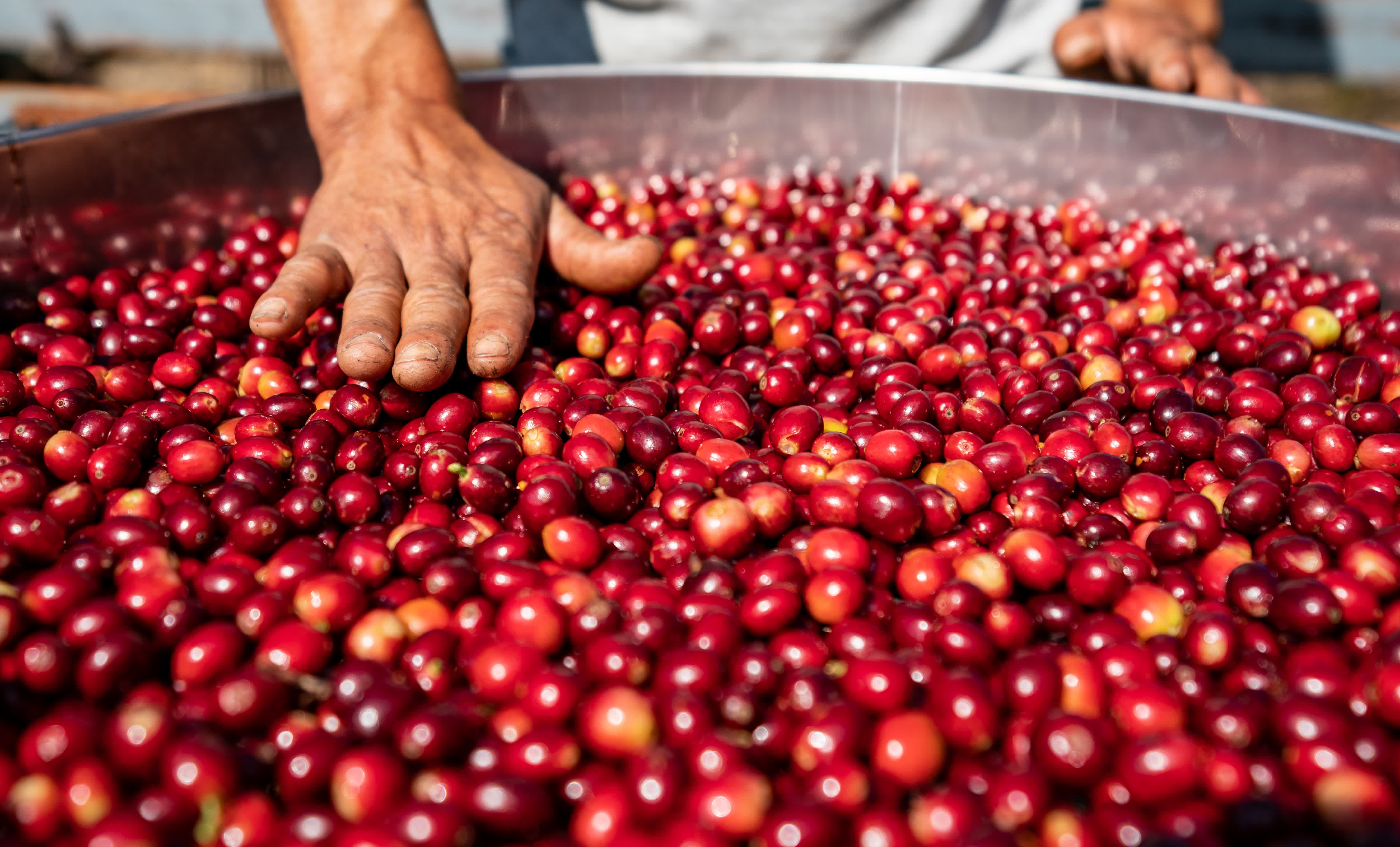 11月16日，在雲南省普洱市野鴨塘河谷咖啡莊園，農民整理收穫的咖啡果。（新華社）