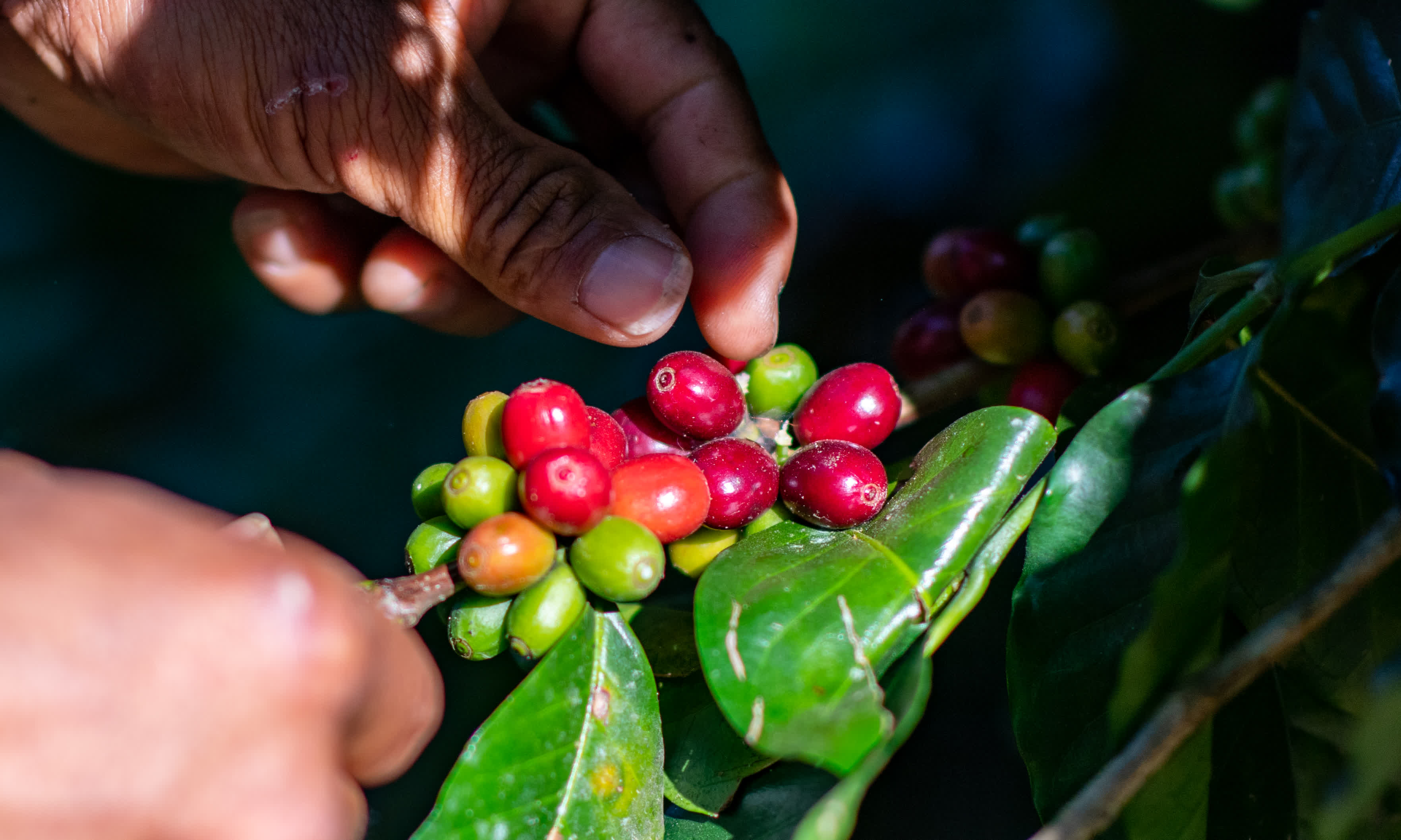 11月16日，在雲南省普洱市野鴨塘河谷咖啡莊園，農民在採摘咖啡果。（新華社）