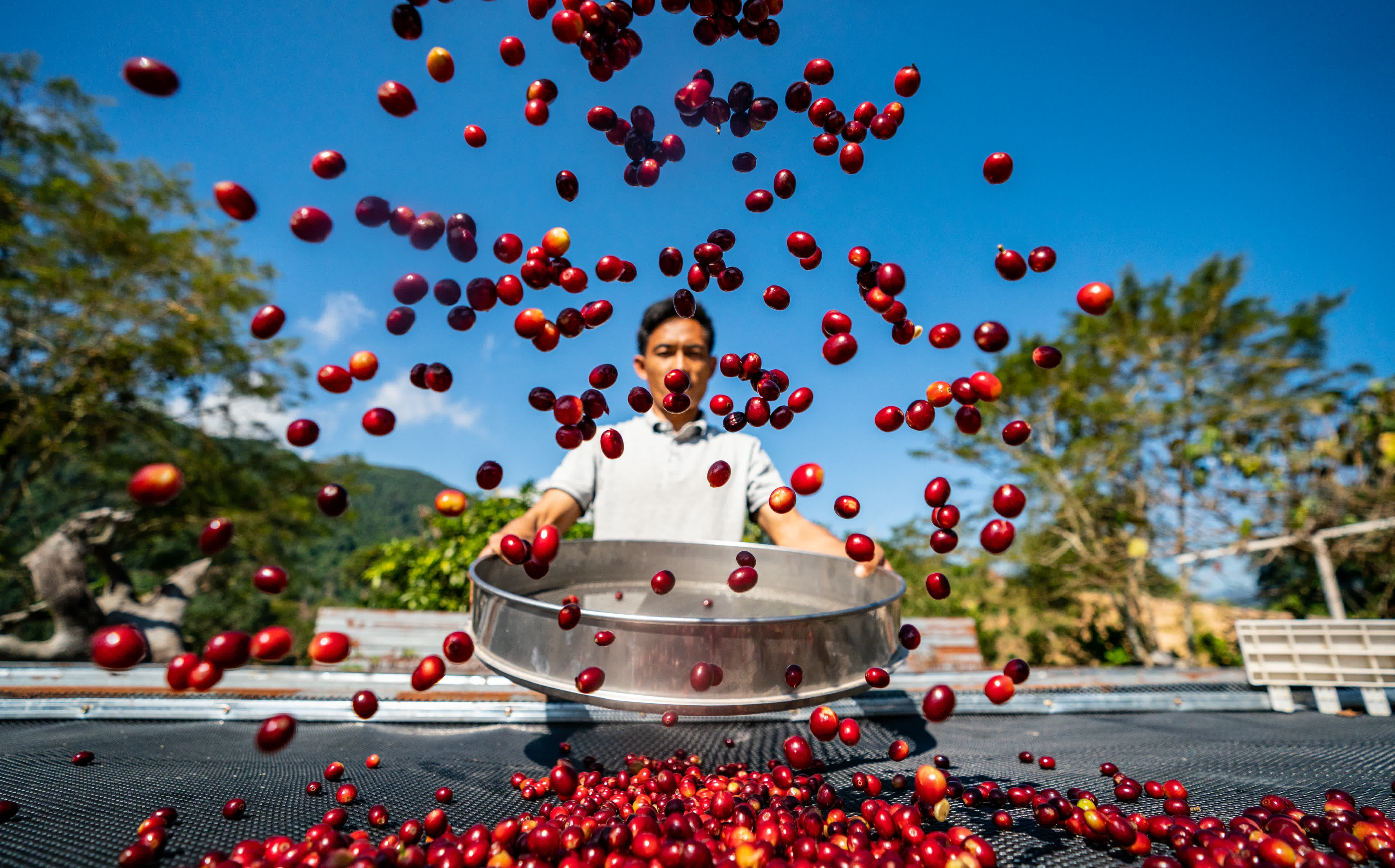 11月16日，在雲南省普洱市野鴨塘河谷咖啡莊園，農民在晾曬咖啡果。（新華社）
