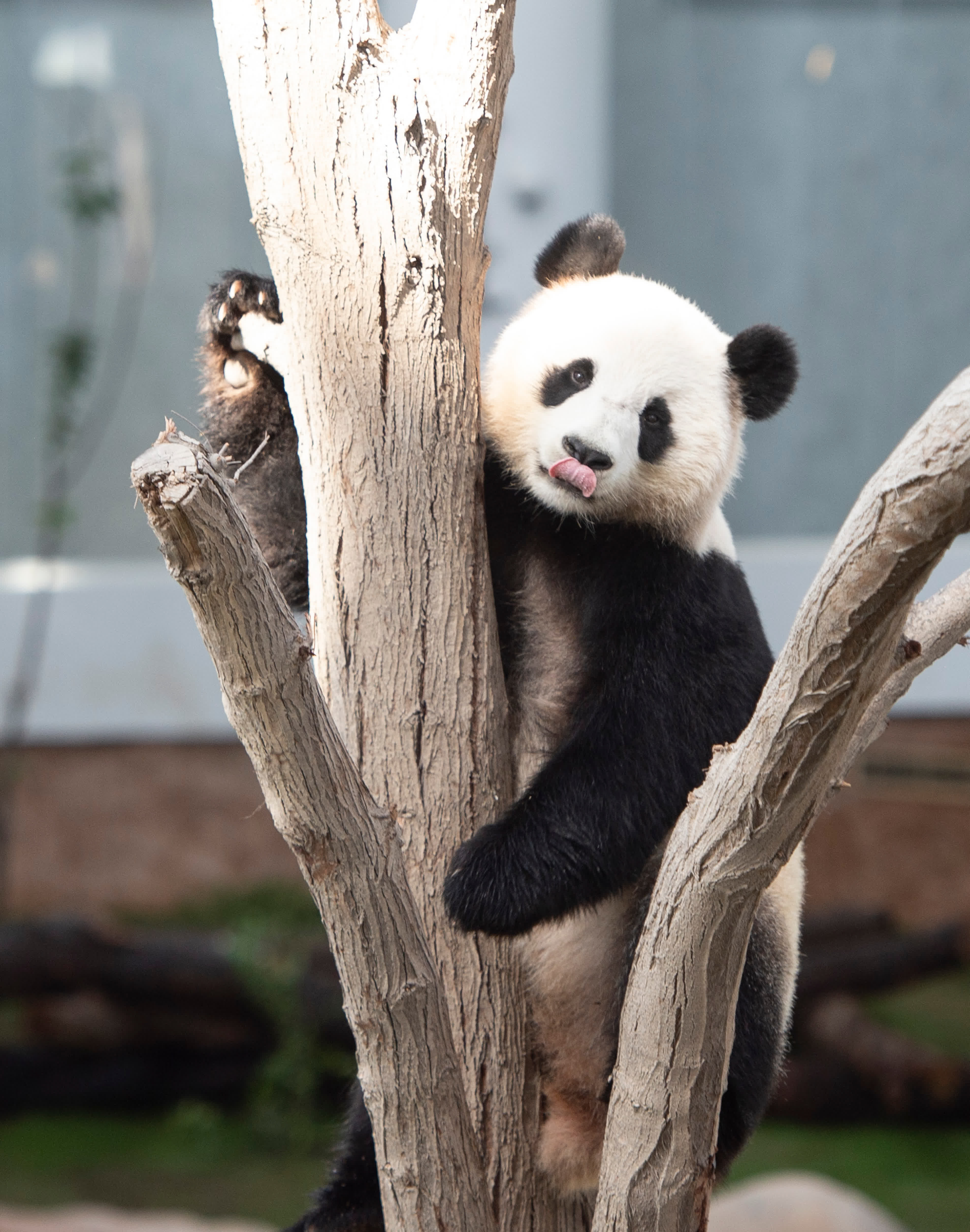 寄居卡塔爾兩大熊貓「只懂四川話」　當地飼養員正自动學習