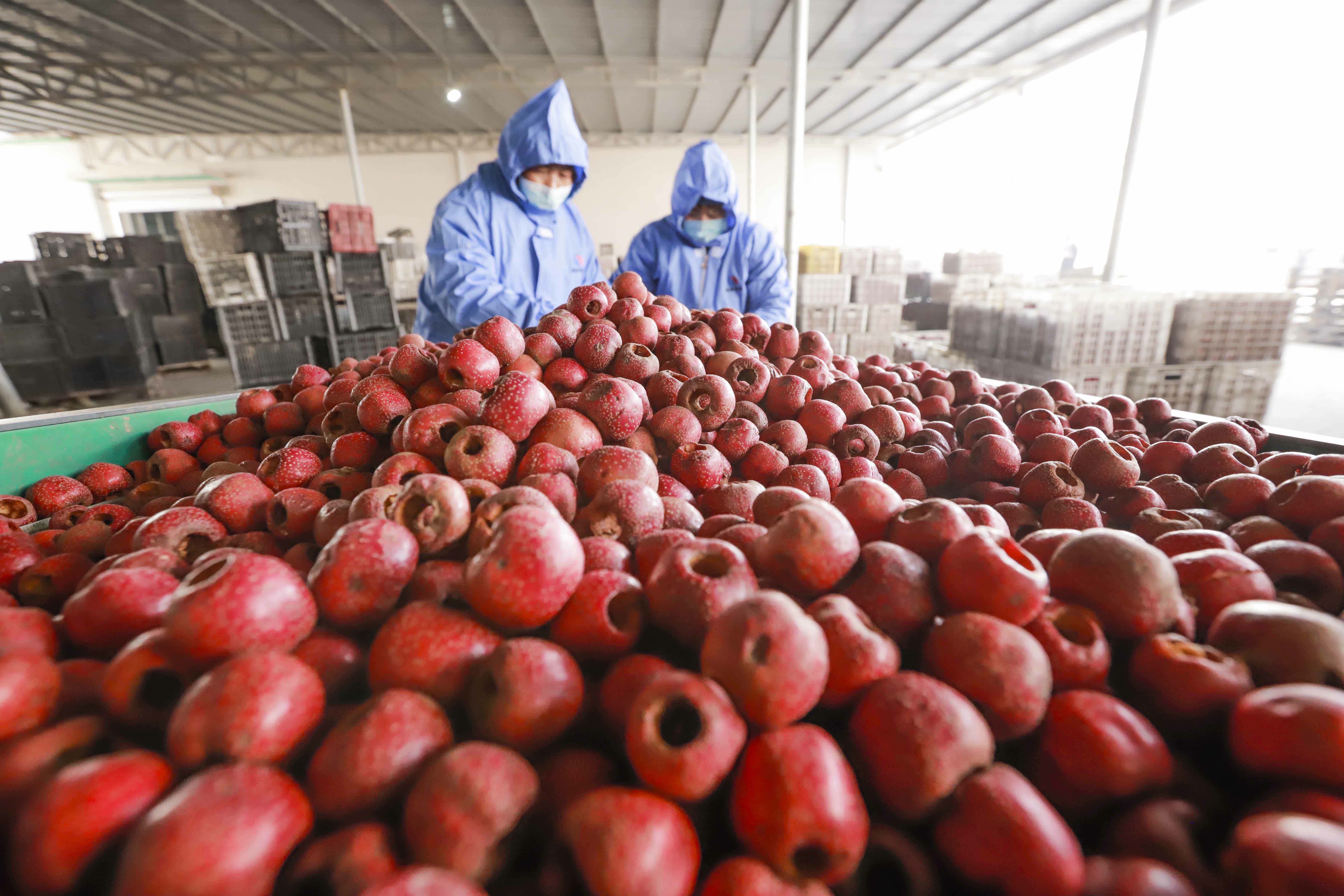 11月23日，河北省遵化市地北頭鎮一家食品加工廠的工人在精選山楂，準備加工罐頭。（新華社）