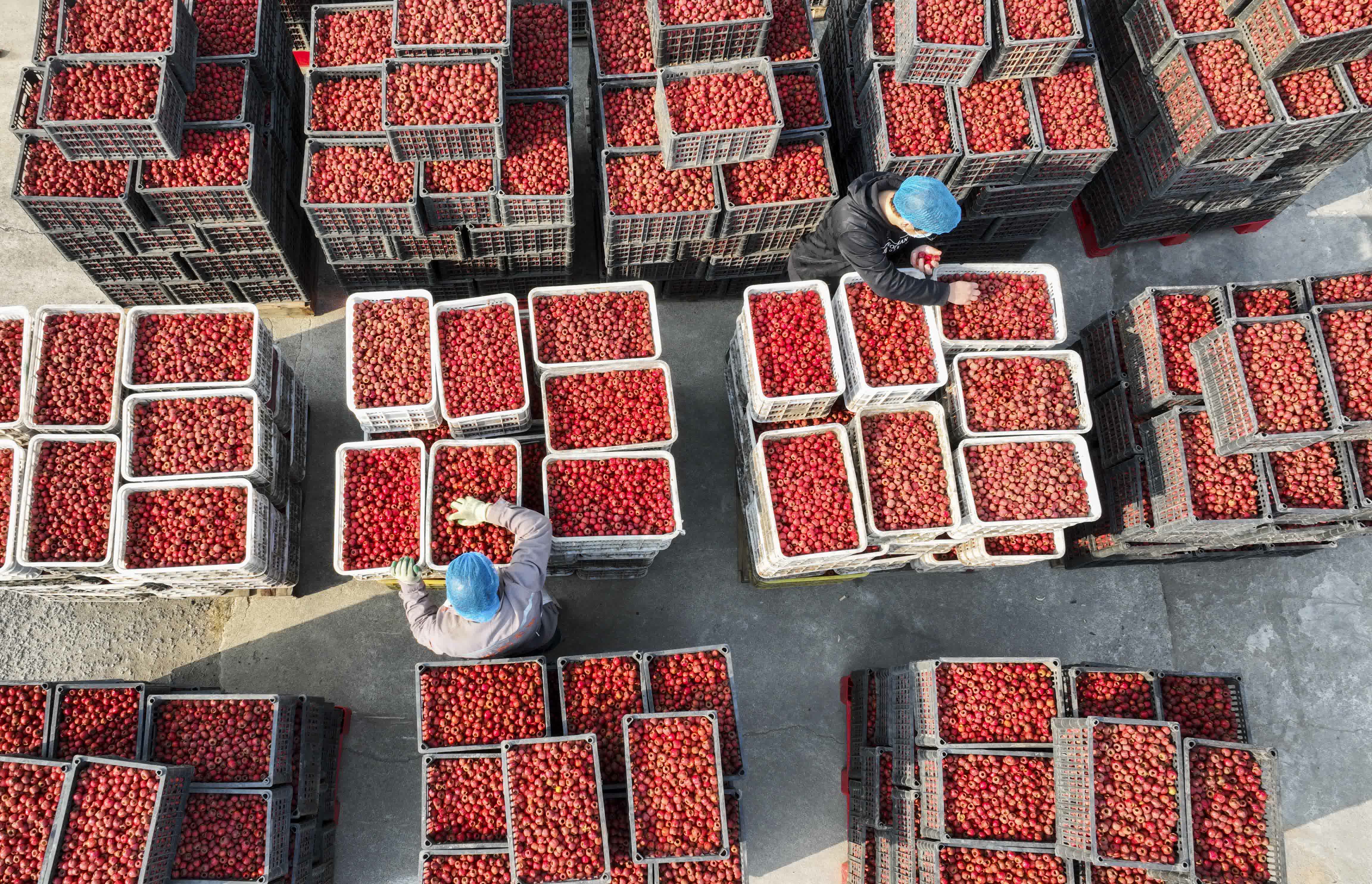 11月23日，河北省遵化市地北頭鎮一家食品加工廠的工人在整理收購的山楂（無人機照片）。（新華社）