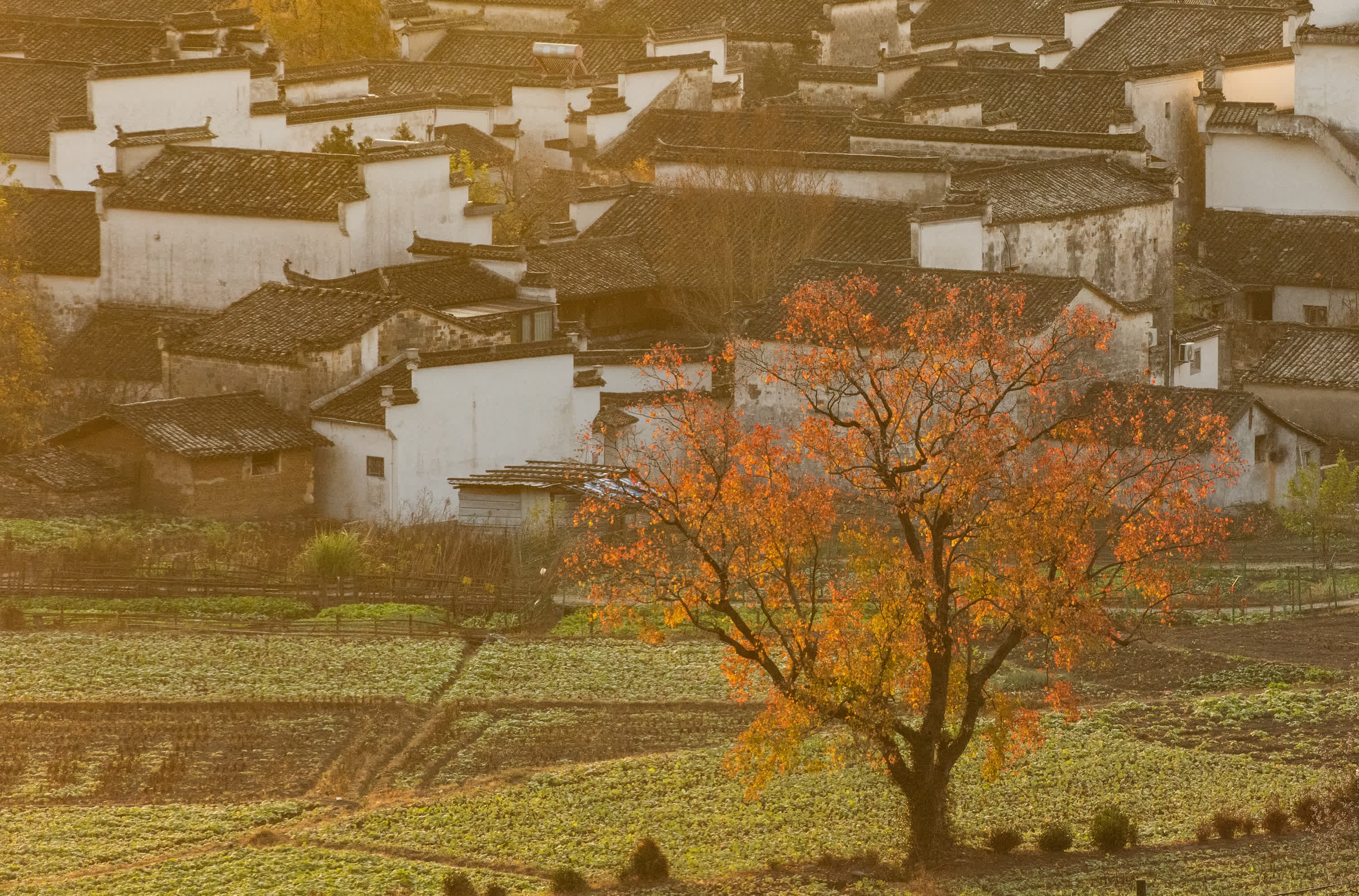 11月24日拍攝的安徽省黃山市黟縣盧村晨景。（新華社）