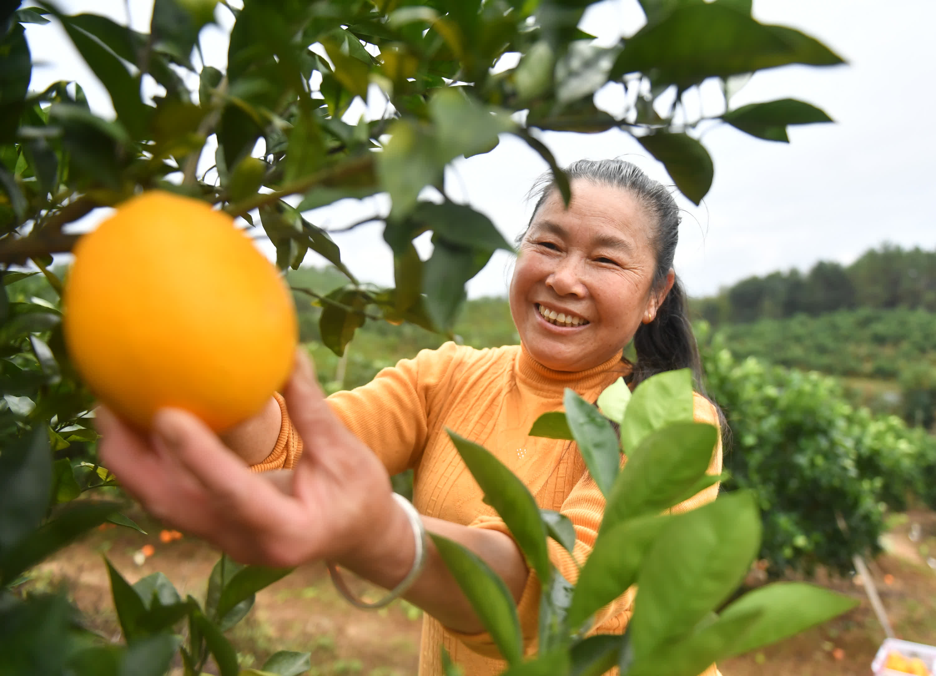 11月26日，在信豐縣安西鎮一家果園內，果農在採摘臍橙。（新華社）