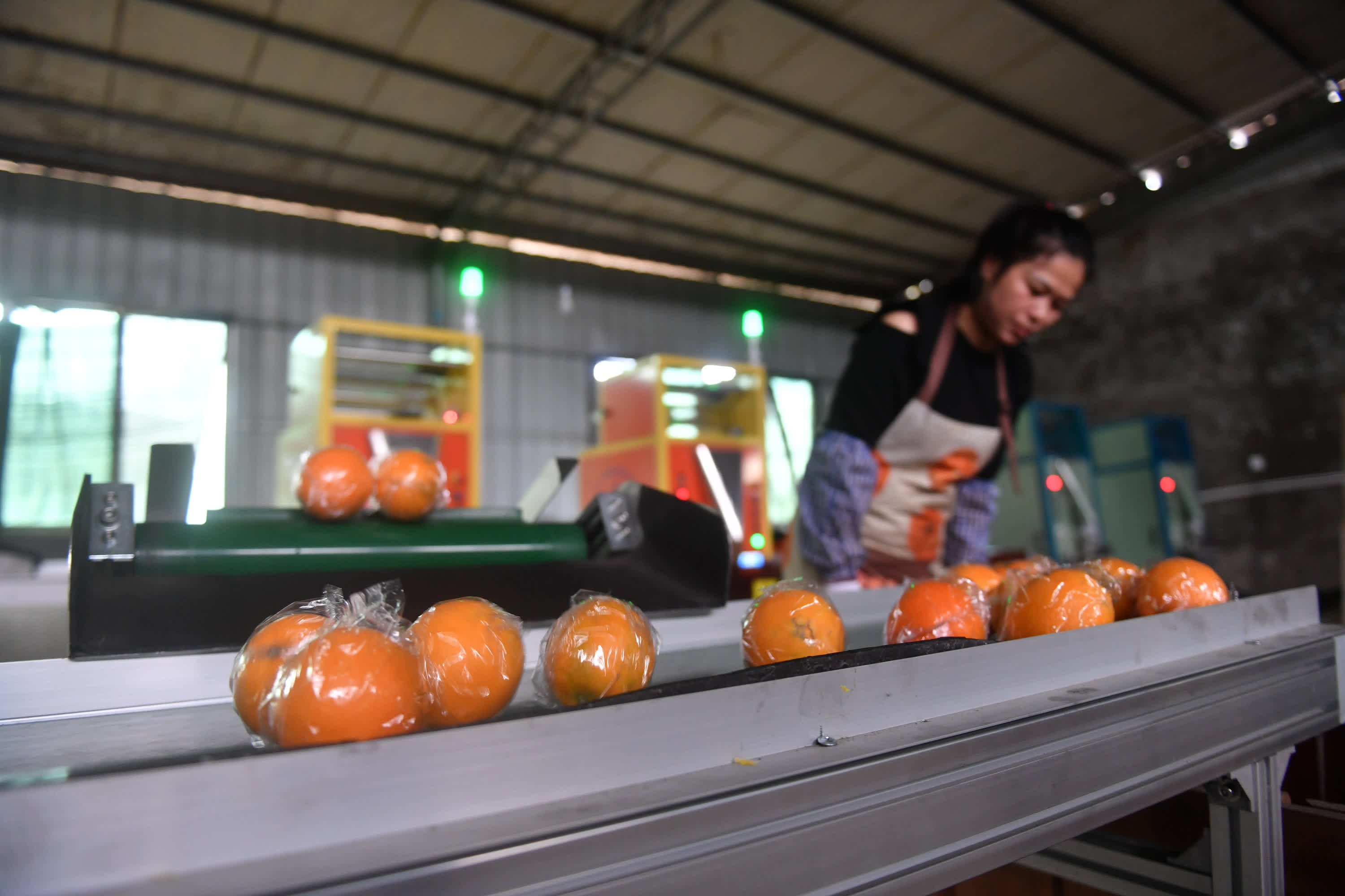 11月26日，在信豐縣安西鎮一家臍橙專業合作社，果農包裝臍橙準備發貨。（新華社）