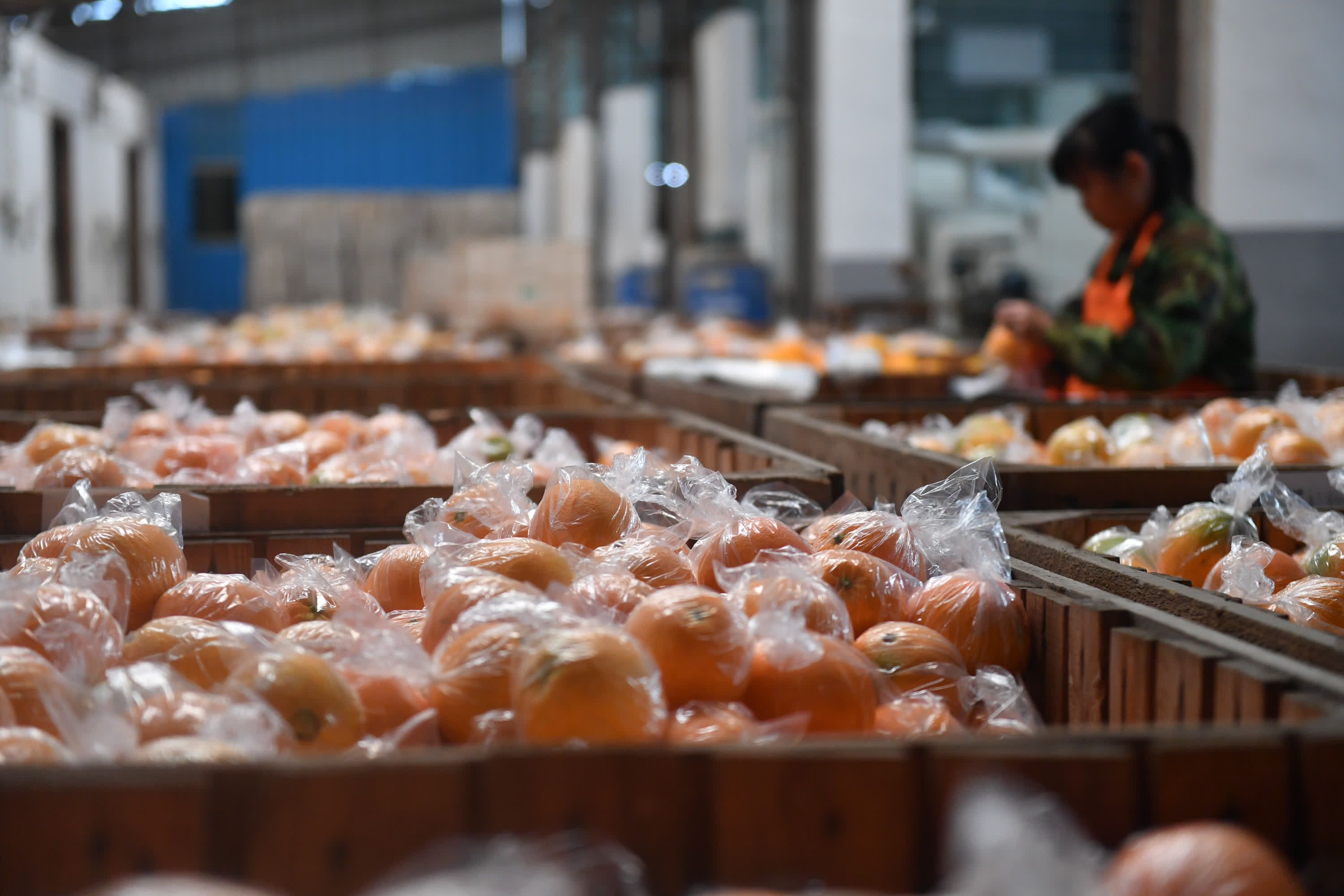 11月26日，在信豐縣安西鎮一家臍橙專業合作社，果農在包裝臍橙。（新華社）