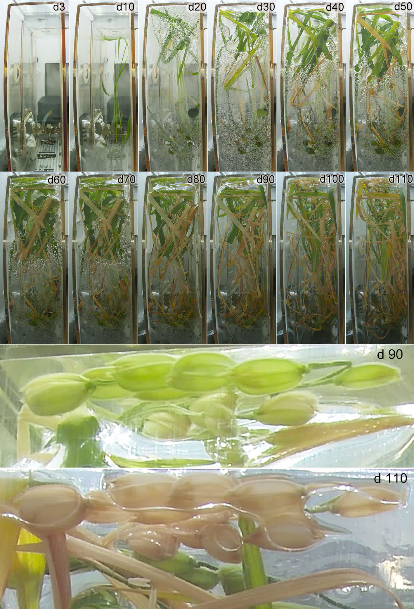 這是水稻在問天艙生命生態實驗櫃通用生物培養模塊中完成「從種子到種子」全生命周期不同發育階段的代表性圖片，圖像上的數字表示注入營養液啟動實驗後的天數。（新華社）