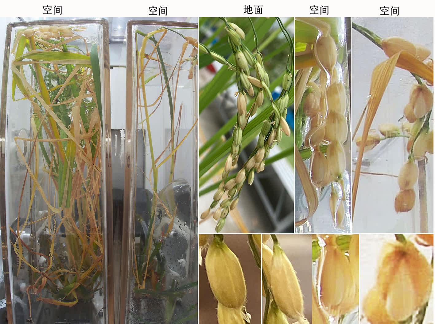 這是空間水稻原生稻和再生稻的圖片，顯示空間稻穗與穎殼張開的表型。（新華社）