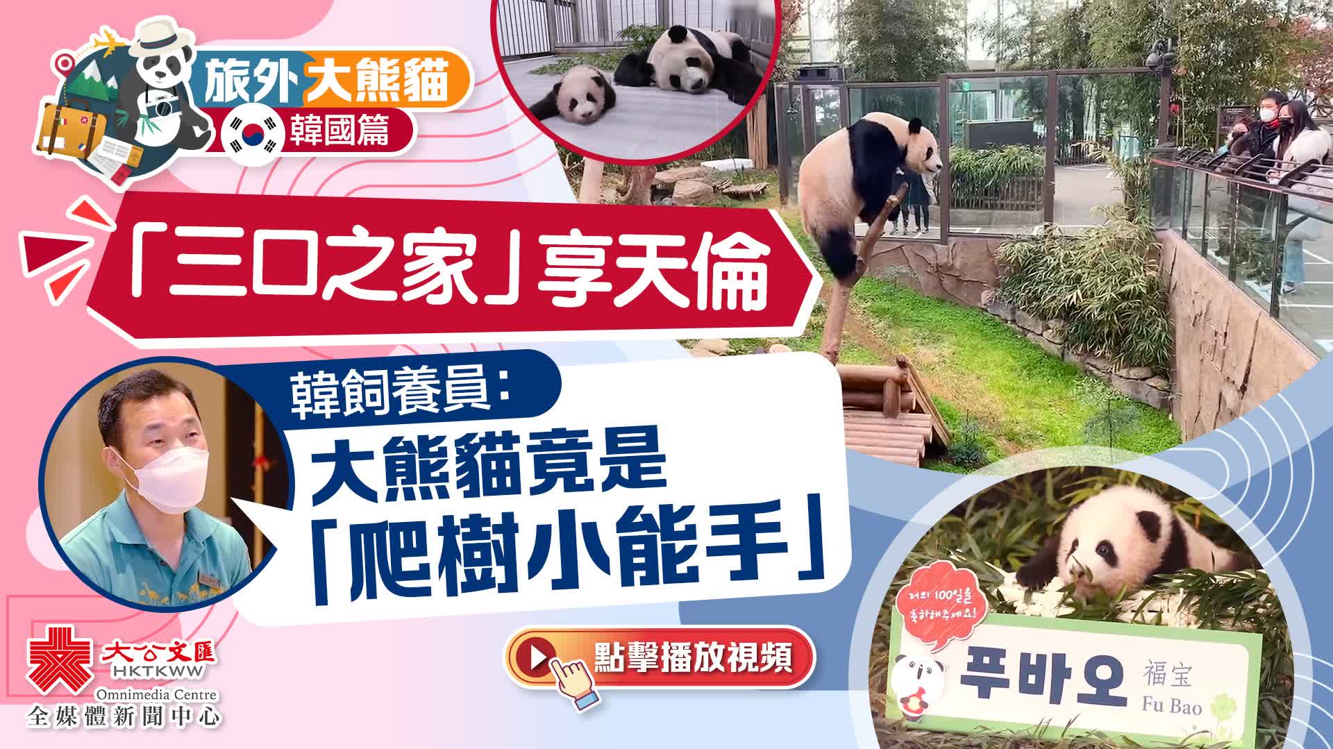 旅外大熊貓·韓國篇｜「三口之家」享天倫　韓飼養員：大熊貓竟是「爬樹小能手」