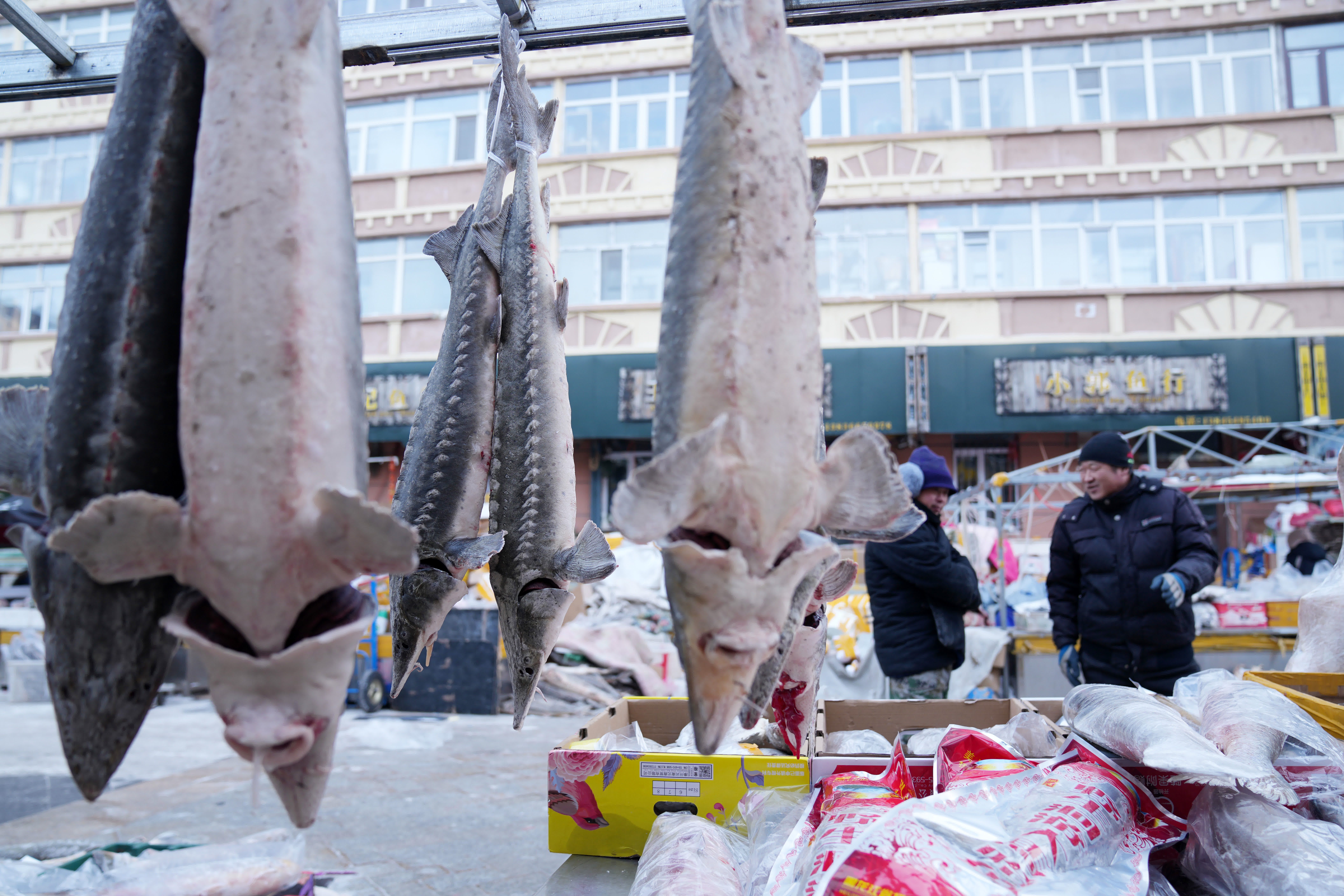1月9日在撫遠市東極魚市拍攝的待售鱘魚。（新華社）