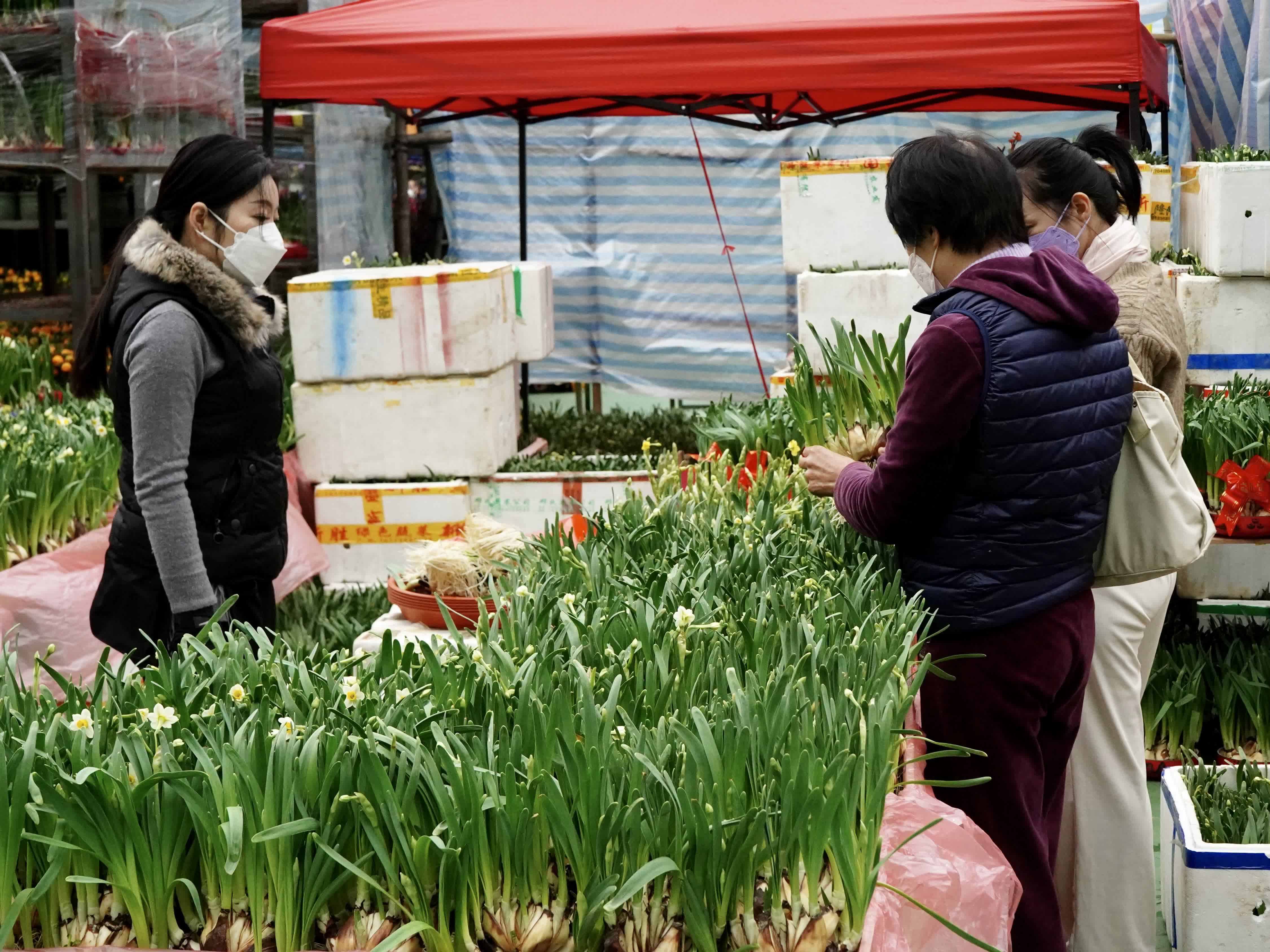 1月16日，在維多利亞公園年宵花市，顧客在選購水仙。（新華社）