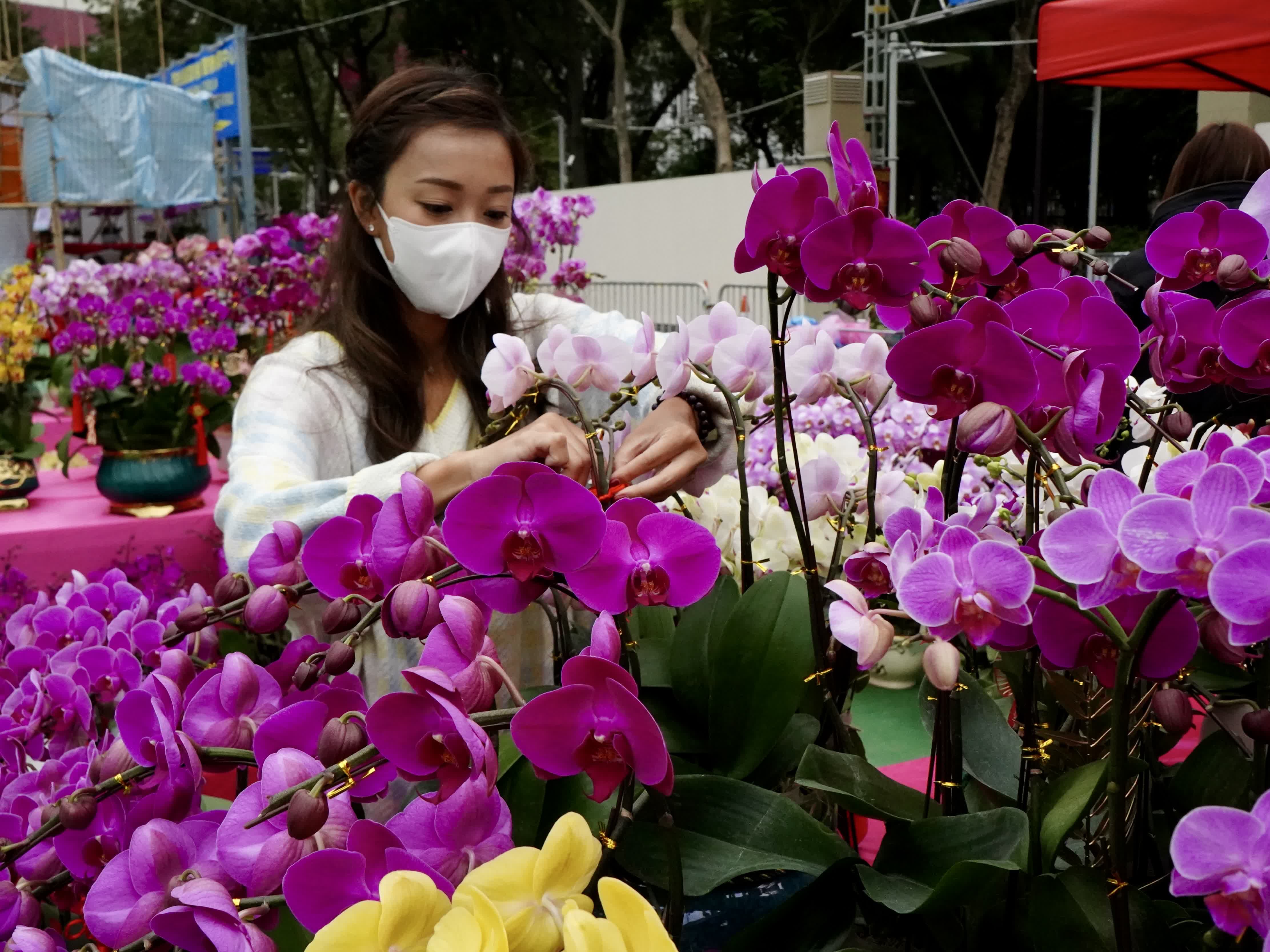 1月16日，在維多利亞公園年宵花市，香港女孩吳樂琳在布置自家的花攤。（新華社）