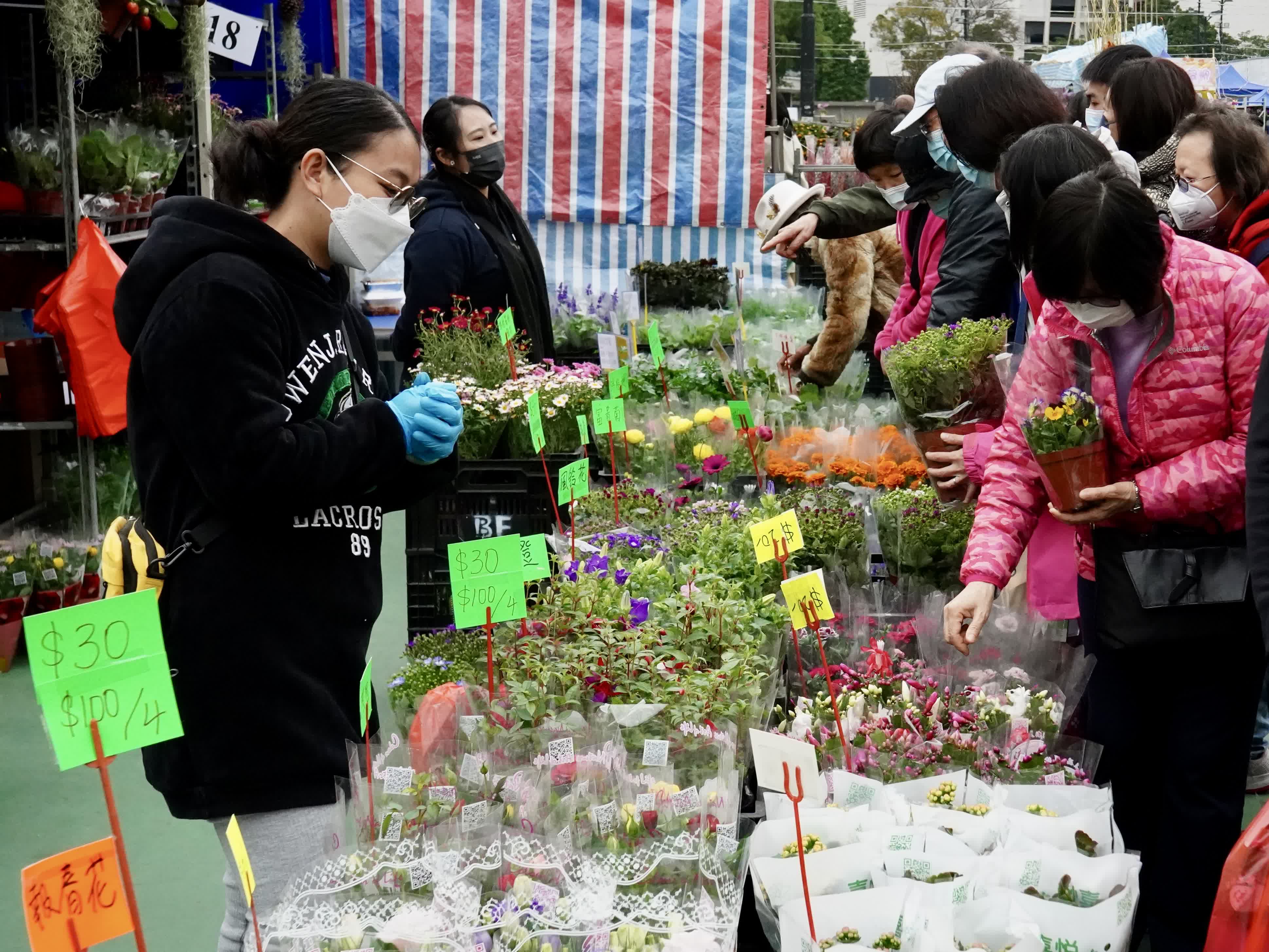 1月16日，在維多利亞公園年宵花市，顧客在花攤前挑選年花。（新華社）