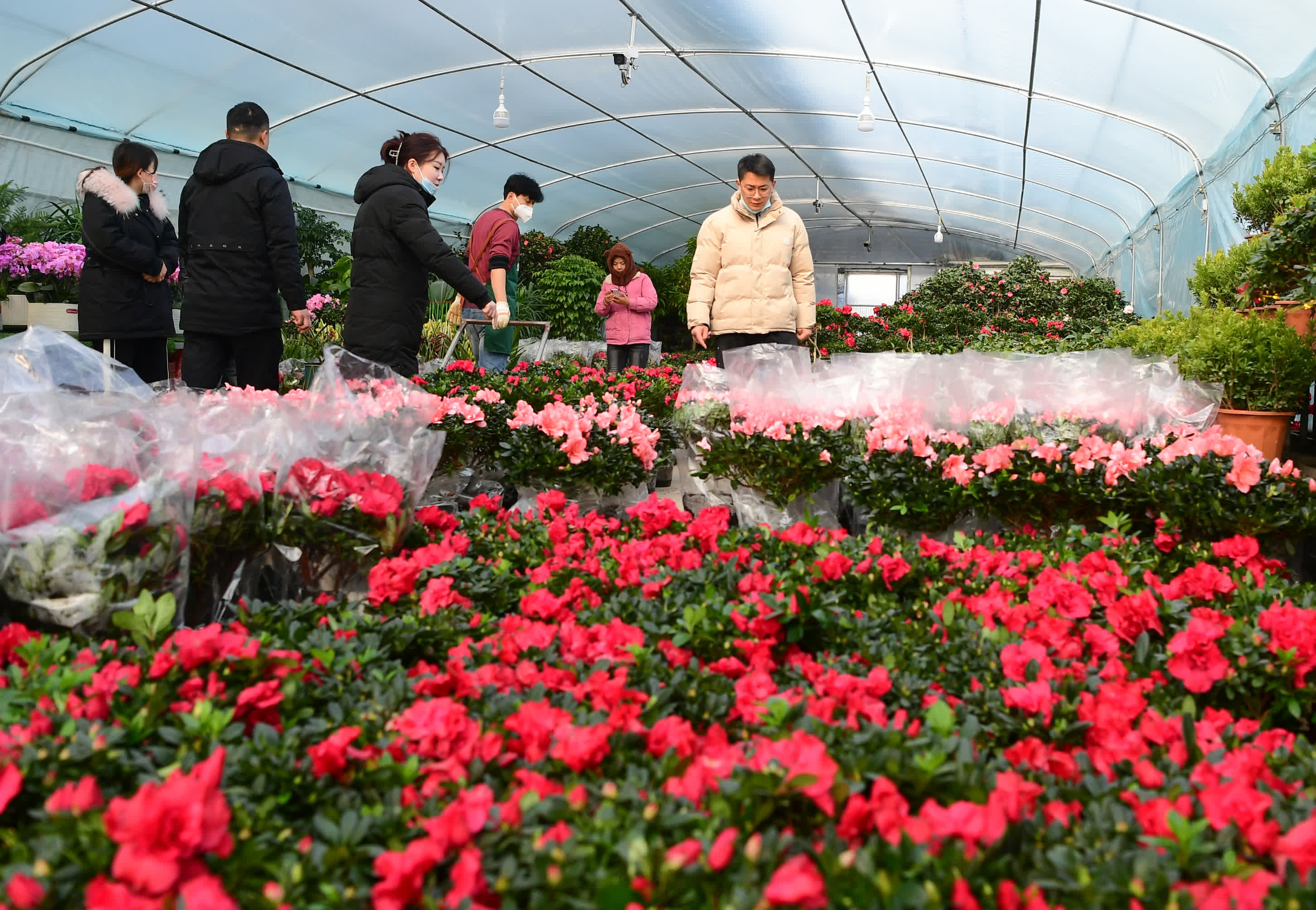 1月17日,市民們在安徽省合肥市肥西縣的中國中部花木城花卉市場選購花卉。 1月17日,市民們在安徽省合肥市肥西縣的中國中部花木城花卉市場選購花卉。