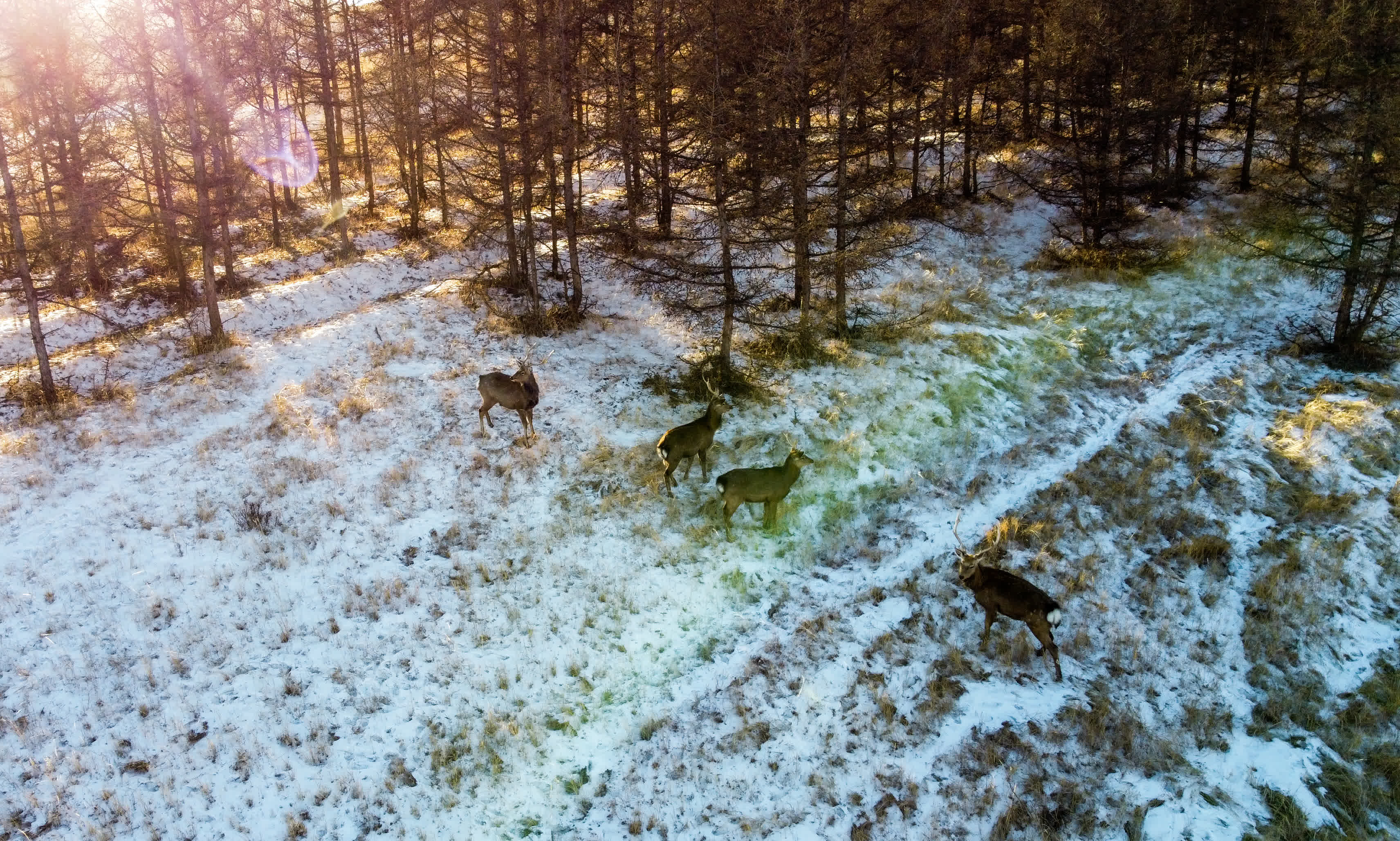 1月29日，一群馬鹿在灤河源國家森林公園內覓食（無人機照片）。（新華社）