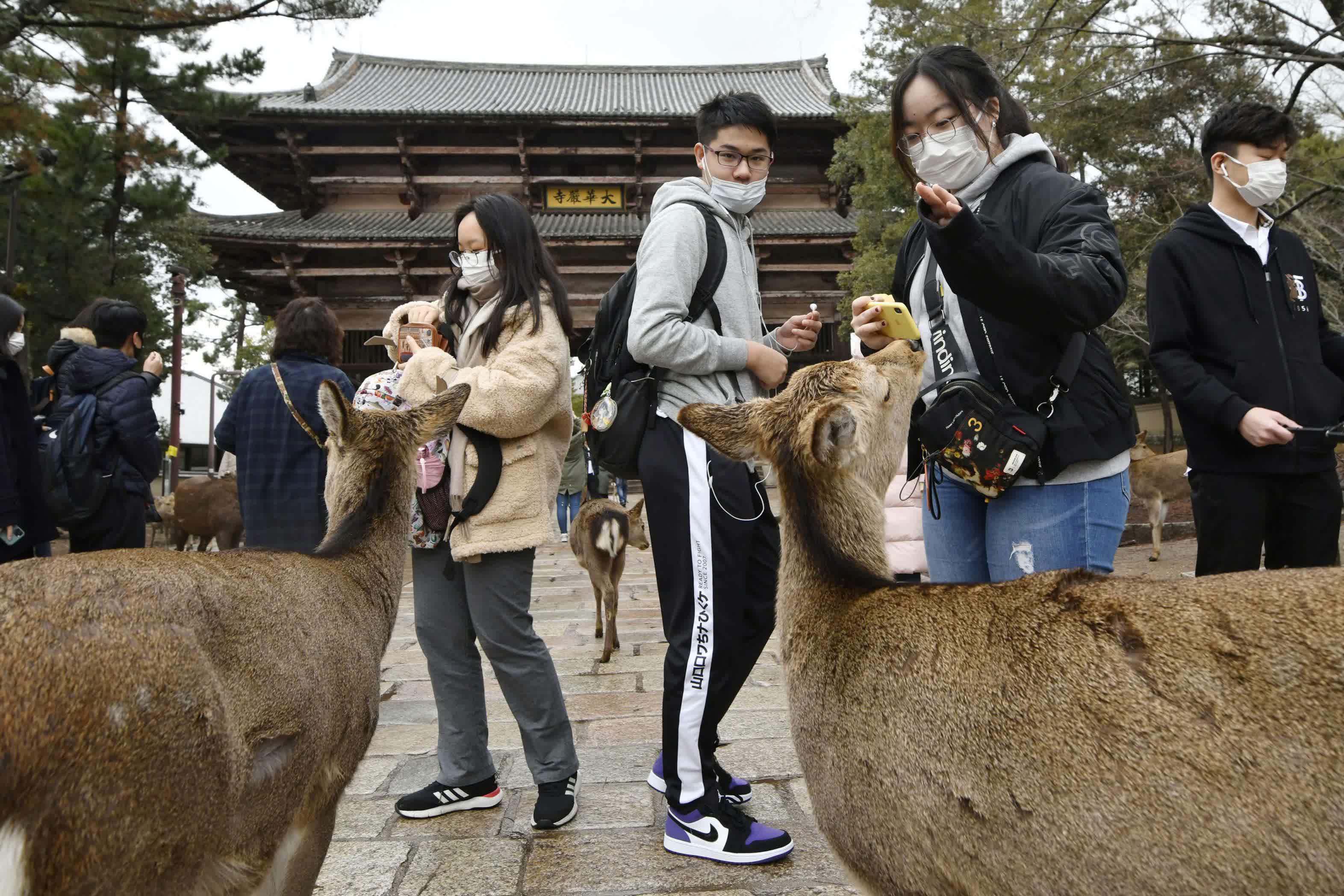 日本钻研發現奈良公園的鹿擁有獨立基因型