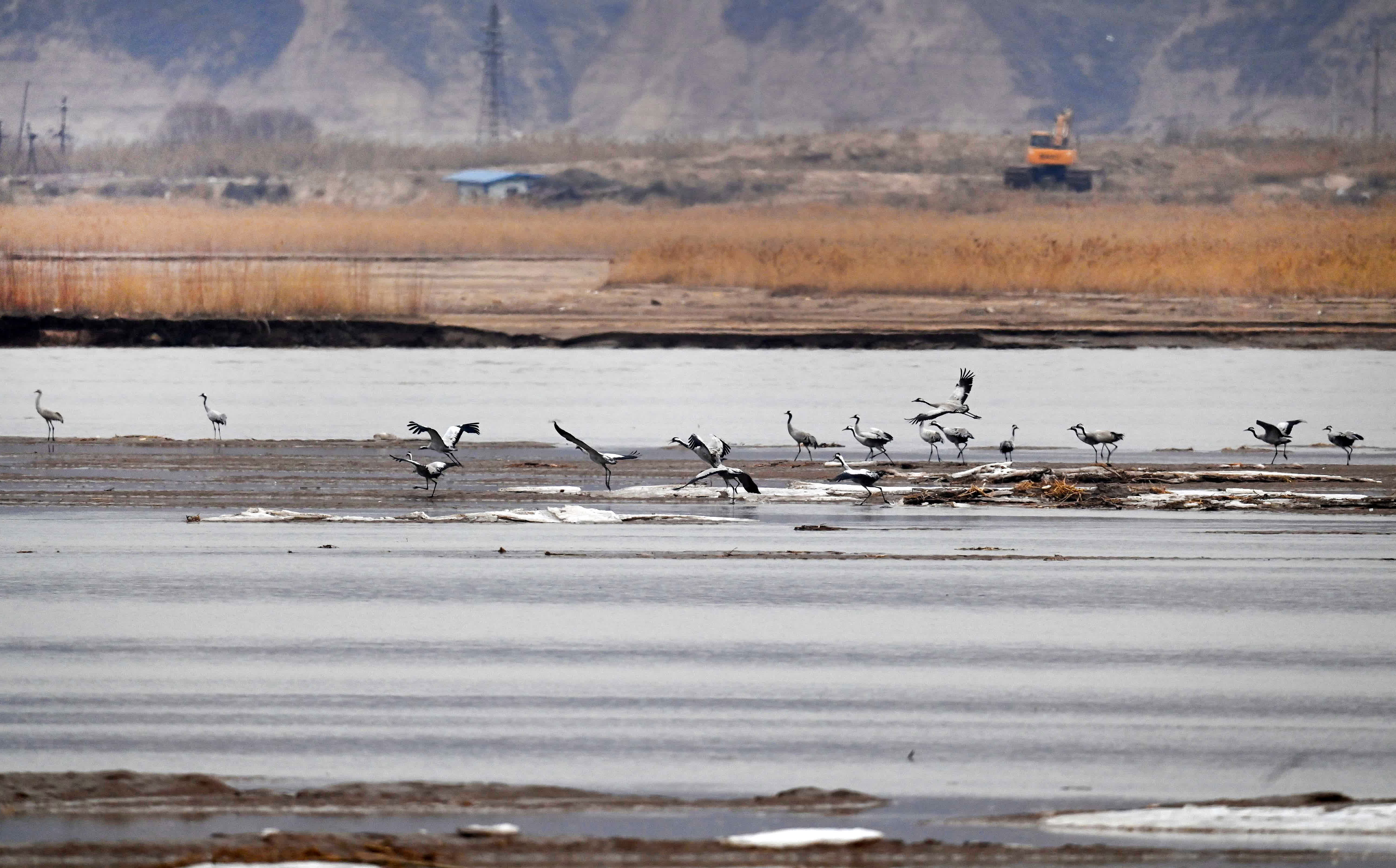 2月1日，候鳥在陝西省合陽縣黃河濕地嬉戲覓食。（新華社）
