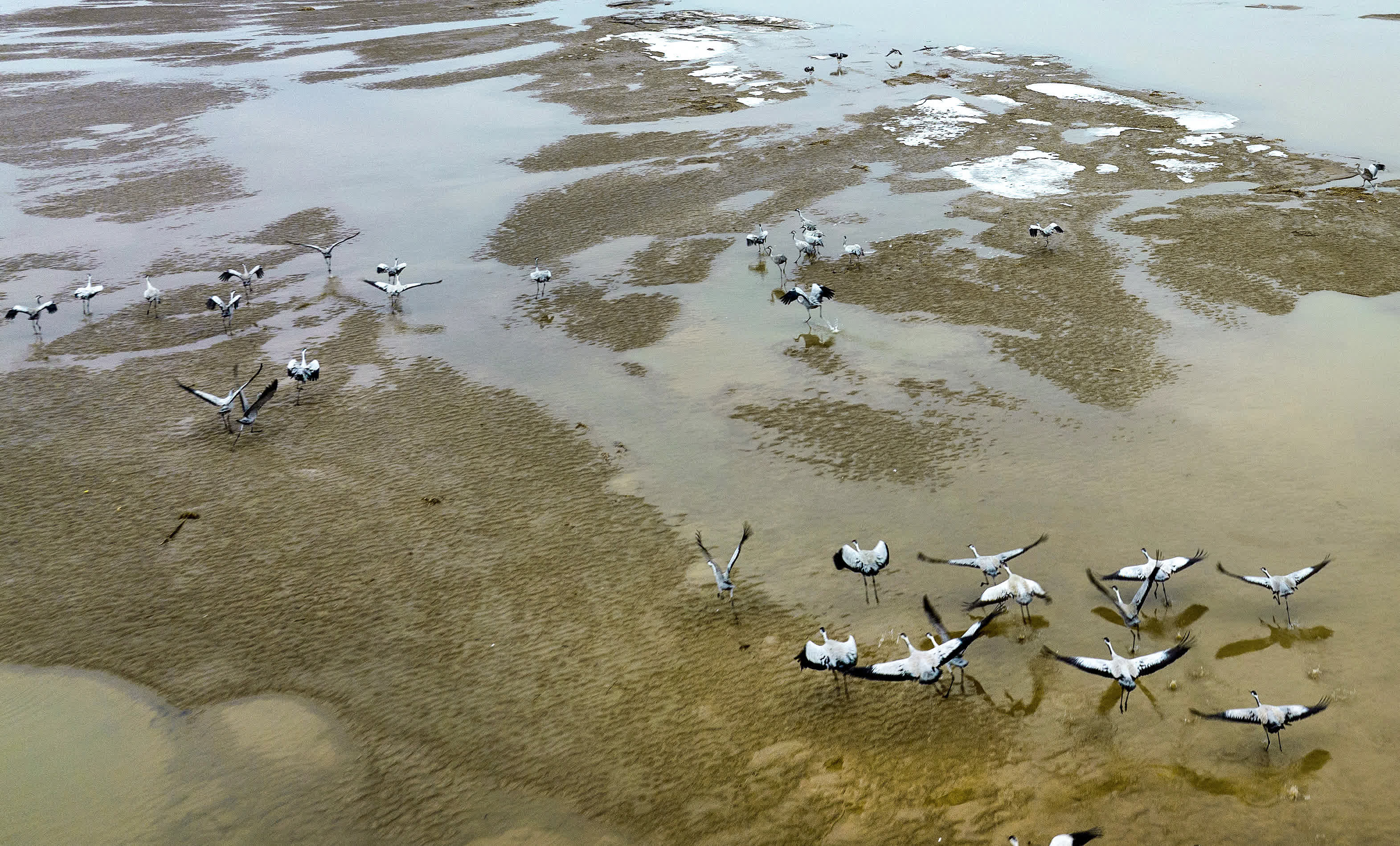 2月1日，候鳥在陝西省合陽縣黃河濕地嬉戲覓食（無人機照片）。（新華社）