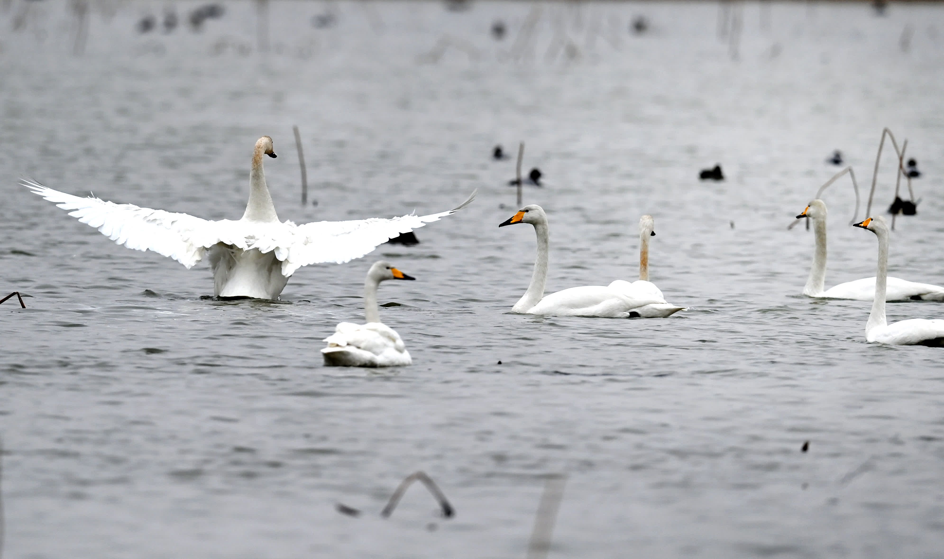 2月2日，一群白天鵝在陝西省合陽縣黃河濕地嬉戲覓食。（新華社）