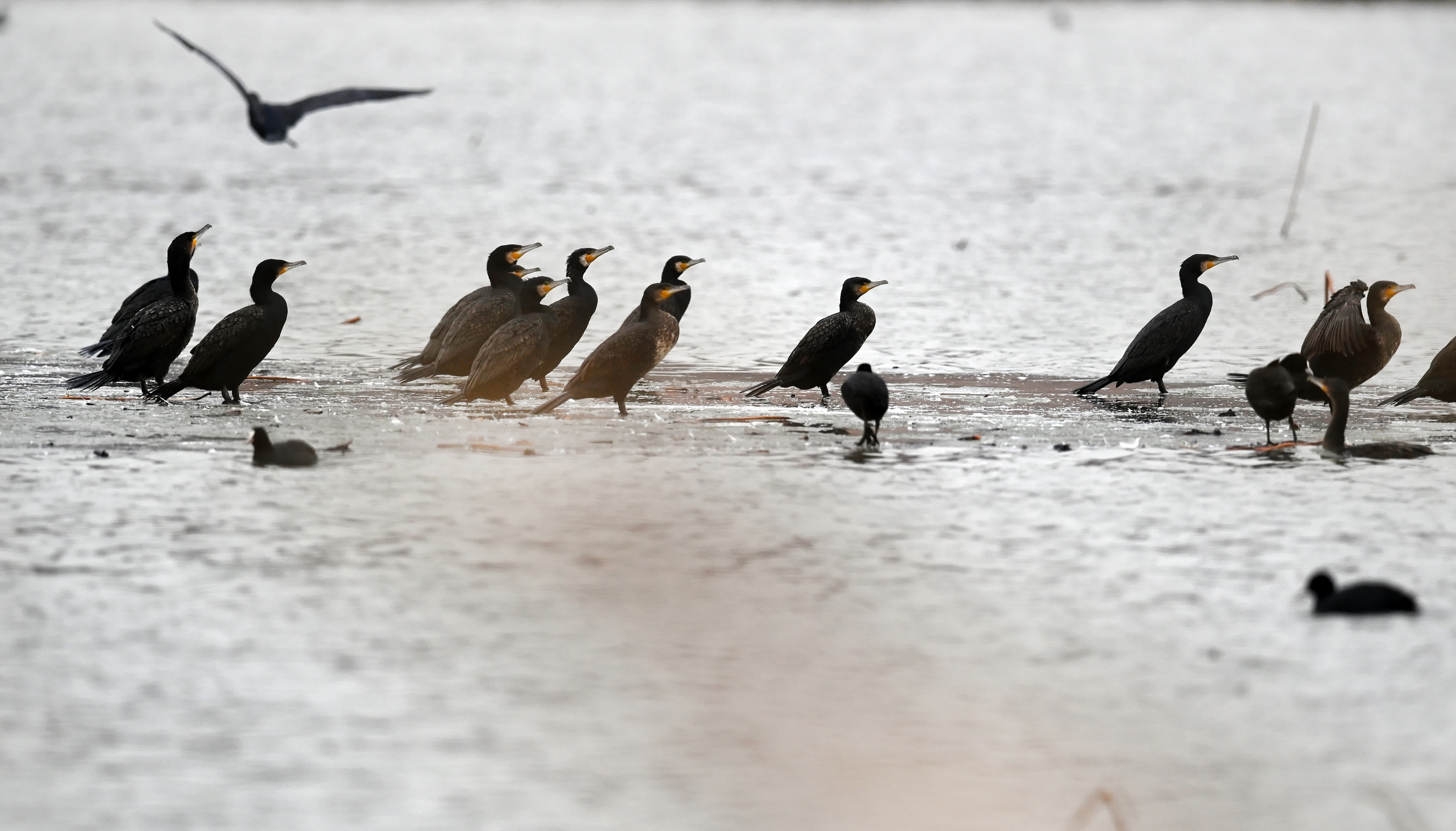 2月2日，候鳥在陝西省合陽縣黃河濕地嬉戲覓食。（新華社）
