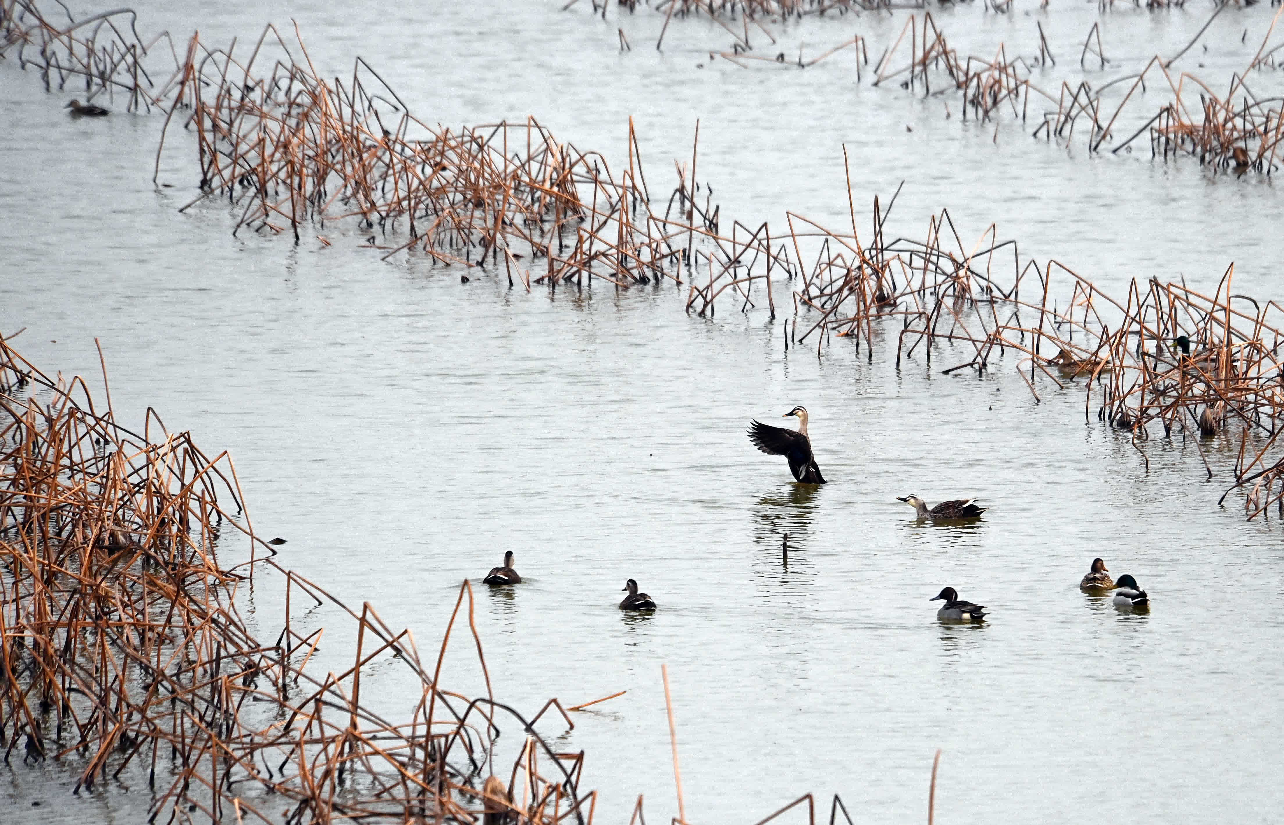 2月1日，候鳥在陝西省合陽縣黃河濕地嬉戲覓食。（新華社）