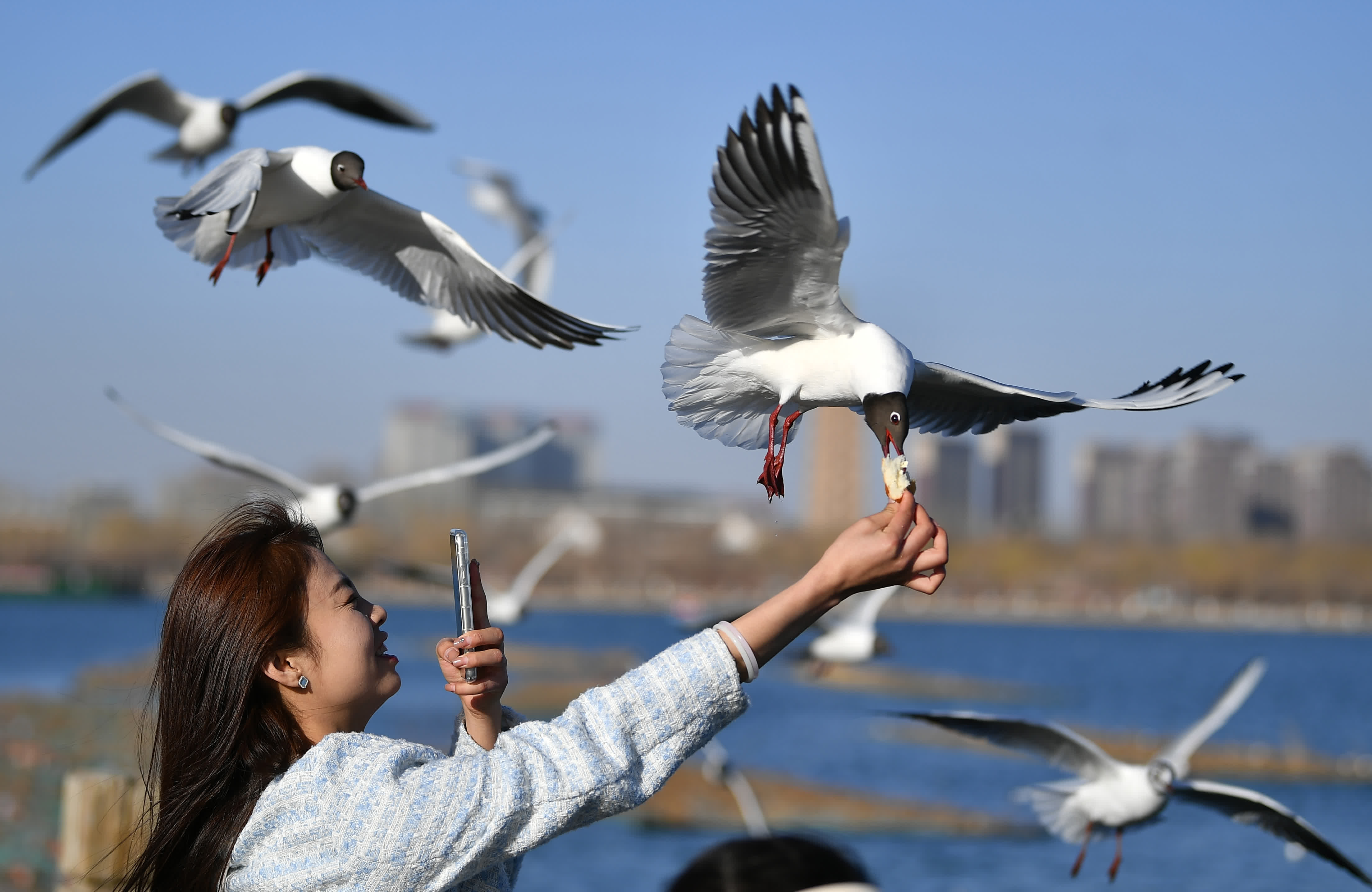 市民在銀川市海寶公園餵食候鳥。（新華社）