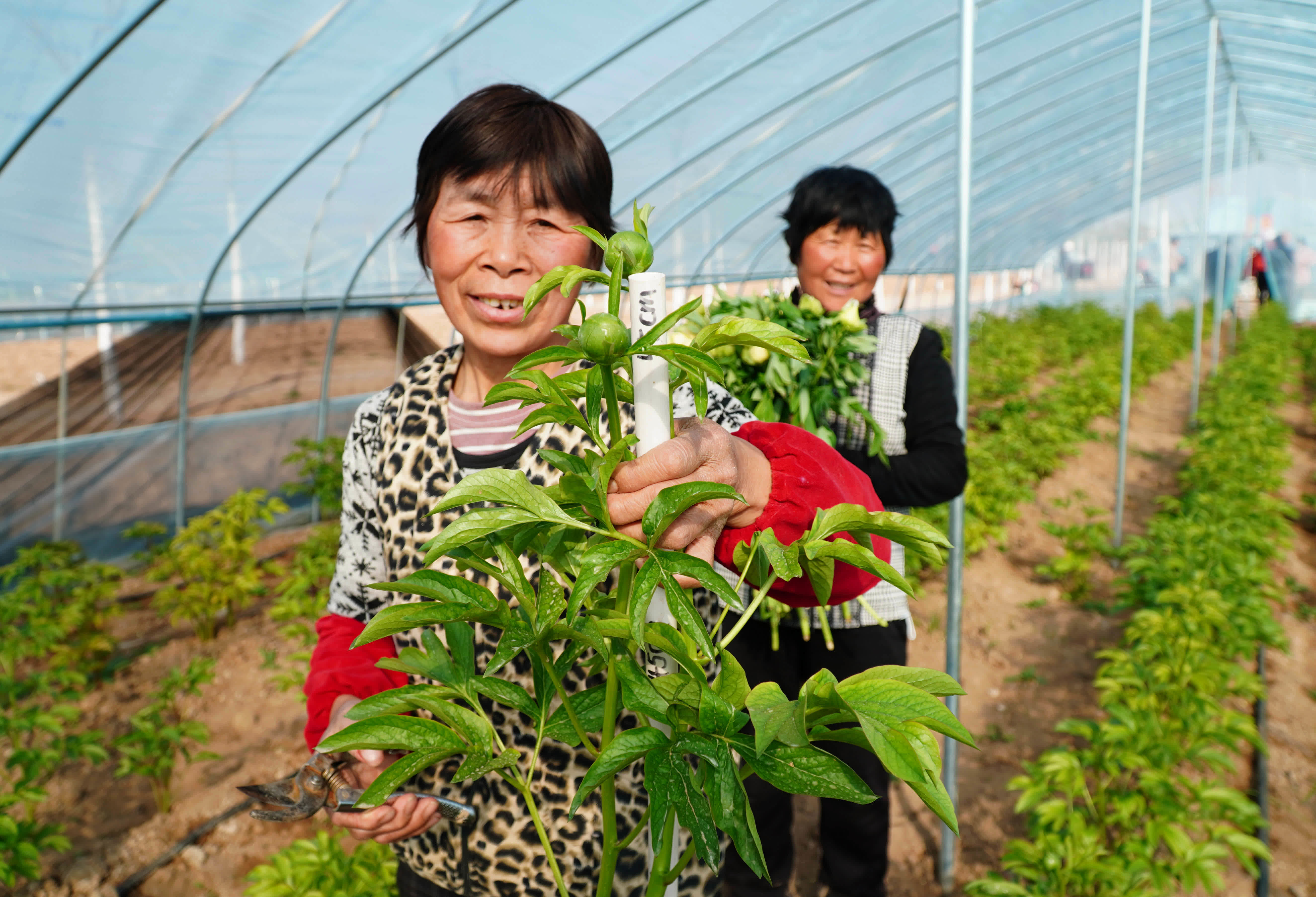 3月14日，在山東省菏澤市牡丹區黃堽鎮，一名花農展示剛採摘的芍藥鮮切花。（新華社）