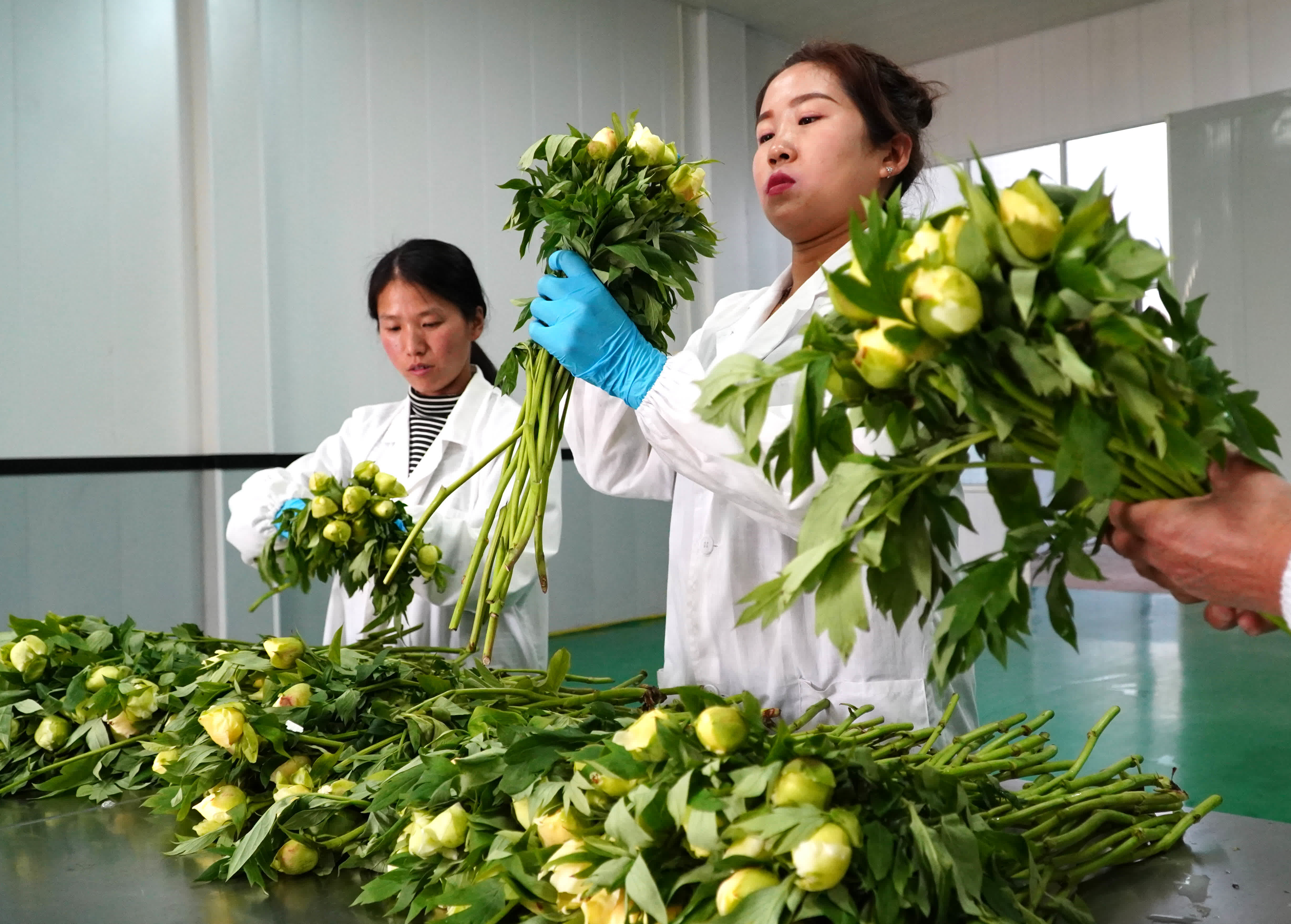 3月14日，在山東省菏澤市牡丹區黃堽鎮，花農對採摘的芍藥鮮切花進行分揀和包裝處理。（新華社）