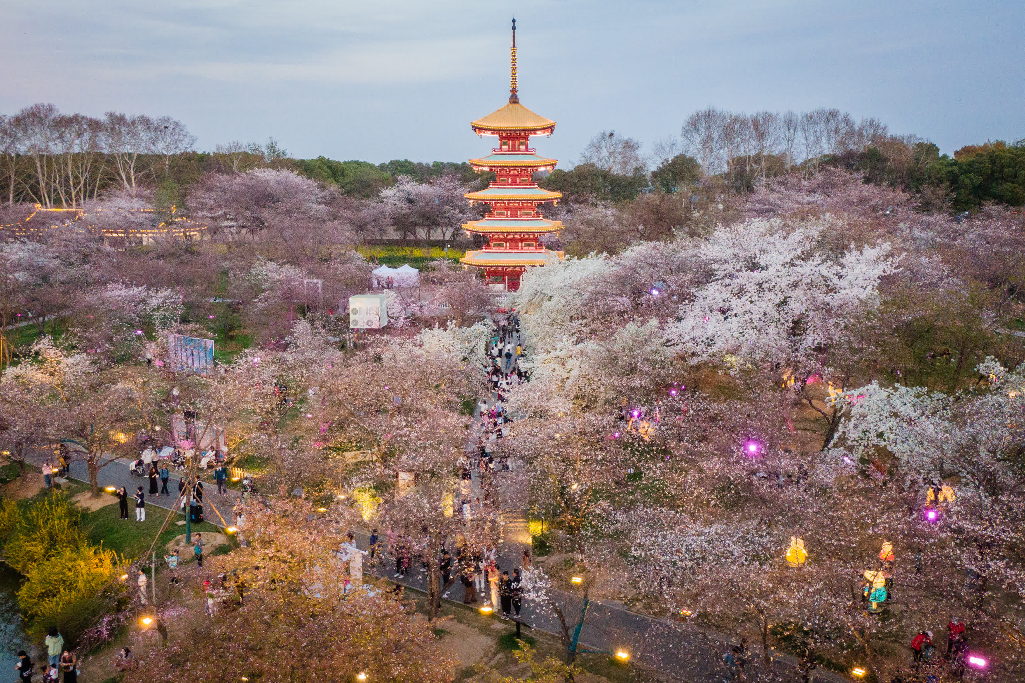 3月14日拍攝的東湖櫻園（無人機照片）。（新華社）
