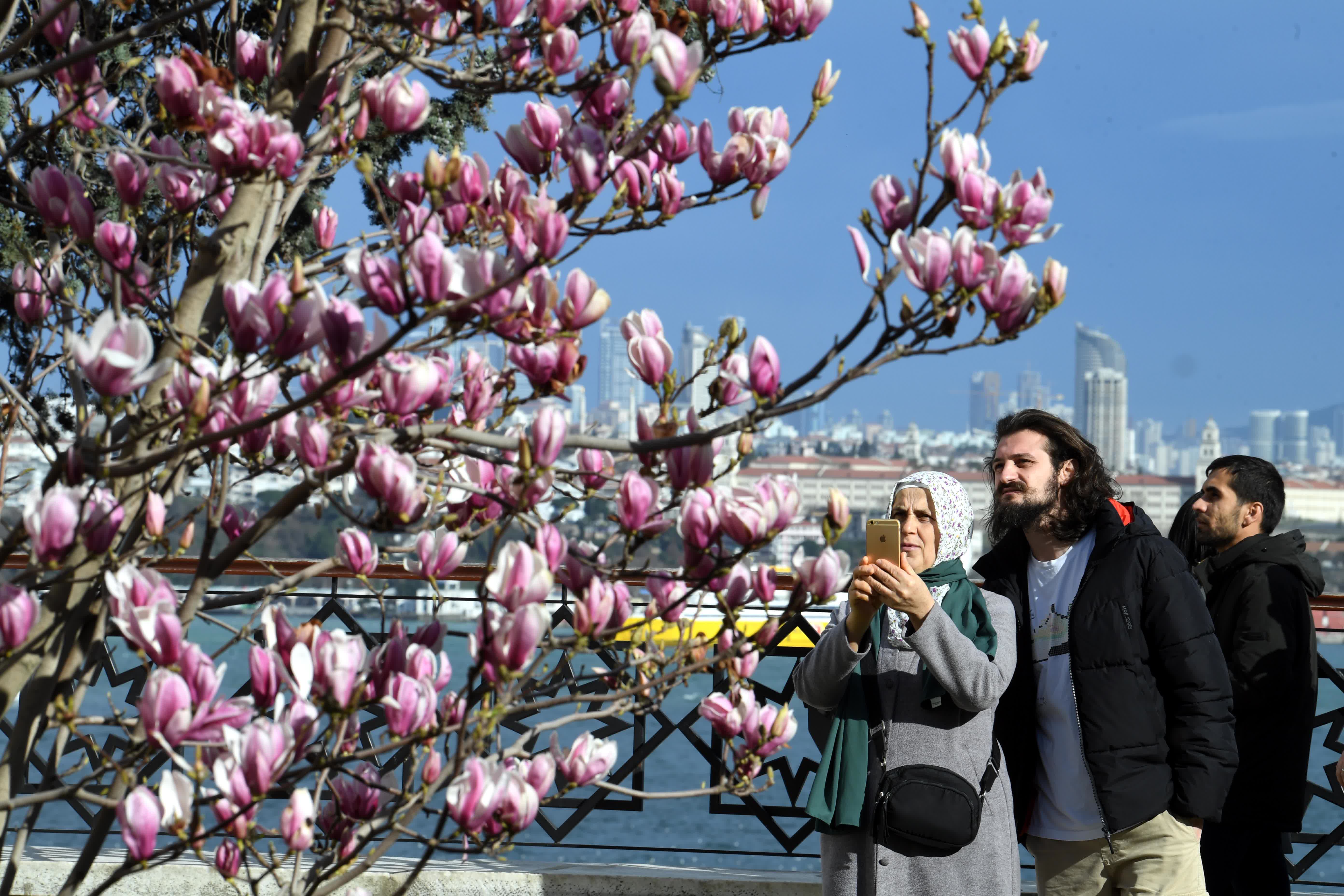 3月11日，人們在土耳其伊斯坦布爾托普卡帕宮博物館觀賞鮮花。（新華社）