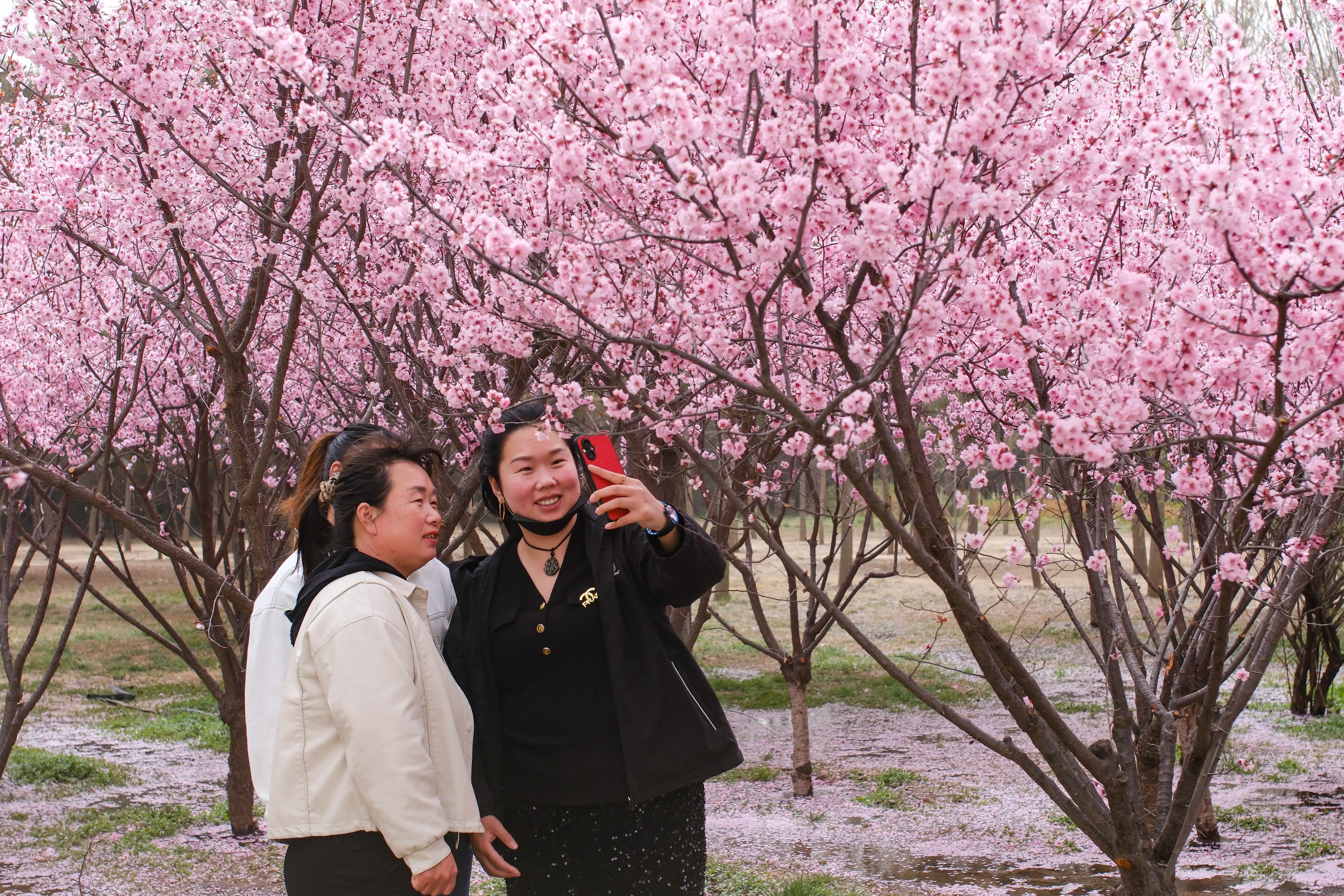 3月22日，遊客在河南省安陽市殷都區的洹春園賞花留影。（新華社）