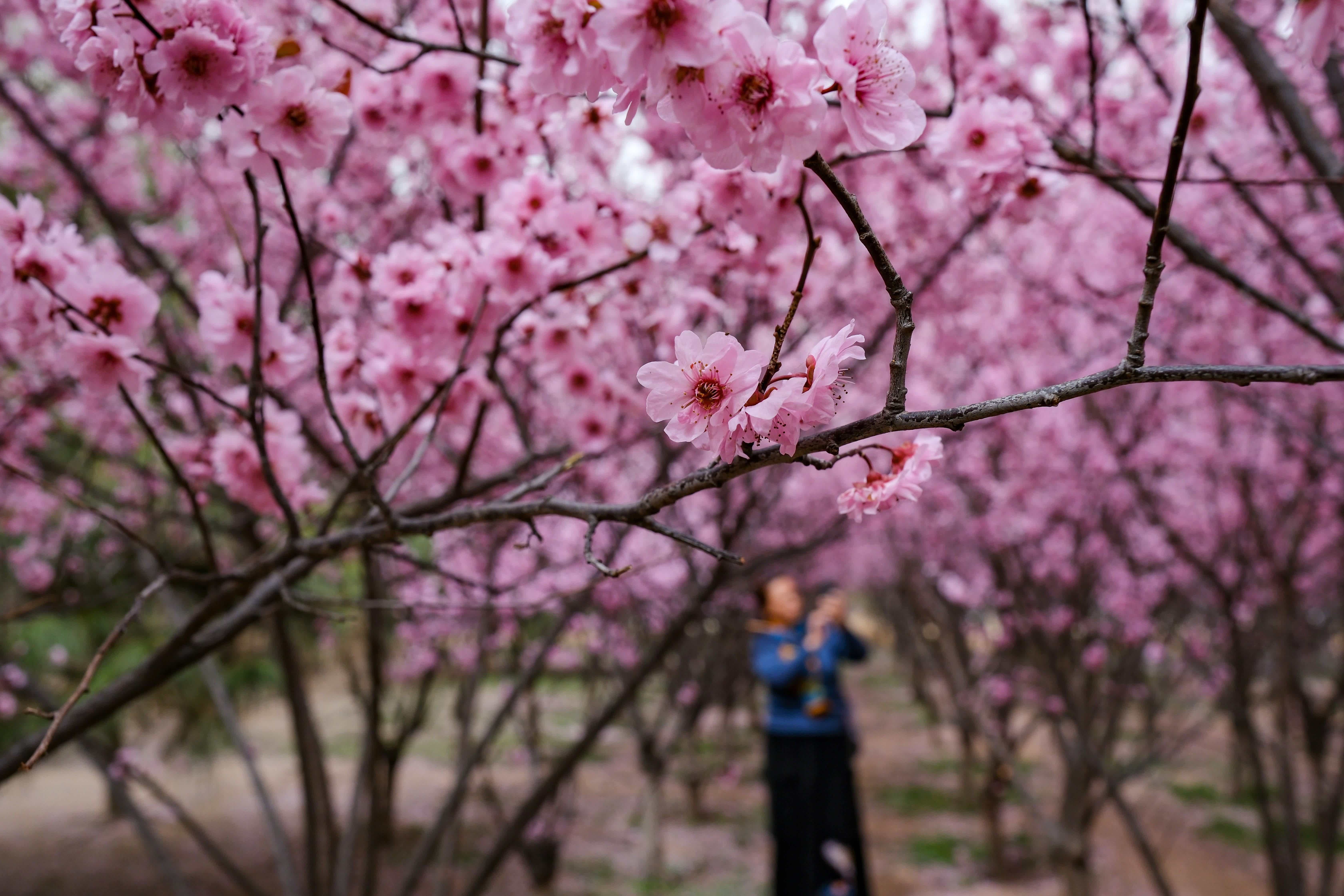 3月22日在河南省安陽市殷都區的洹春園拍攝的美人梅。（新華社）