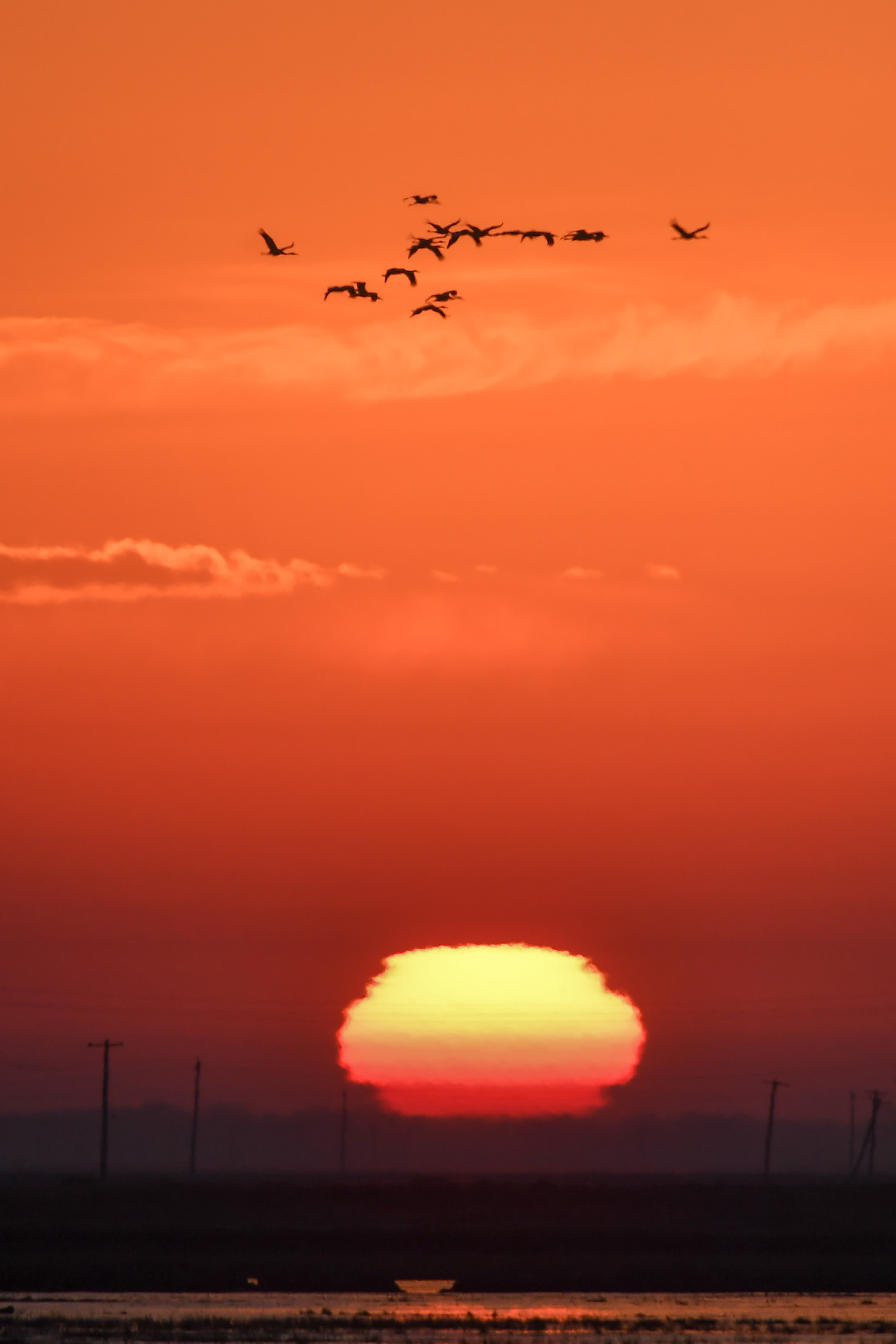 3月29日，在吉林省白城市鎮賚縣，一群候鳥從濕地上空飛過。（新華社）