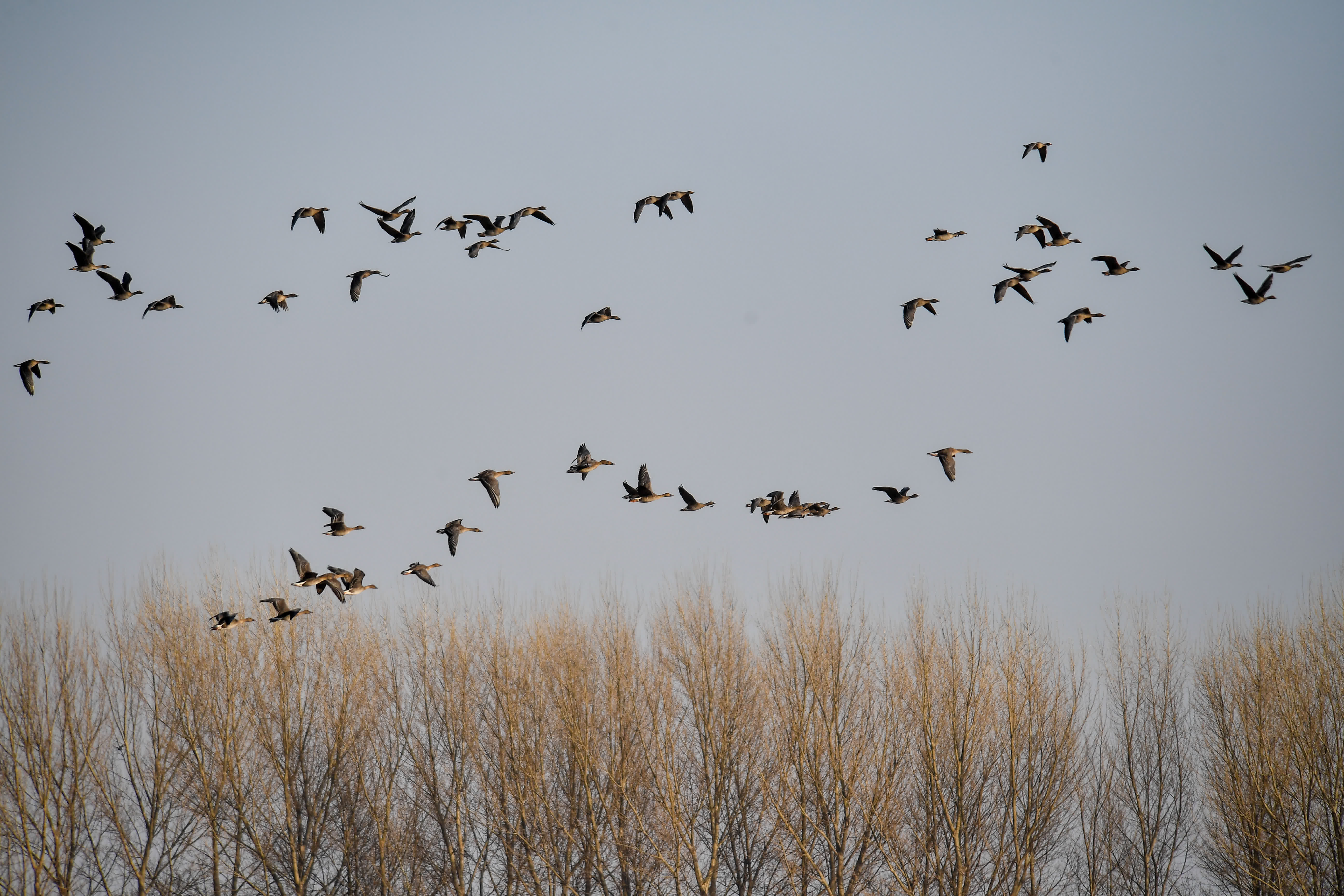 3月28日，在吉林省白城市鎮賚縣，一群豆雁從樹林上空飛過。（新華社）