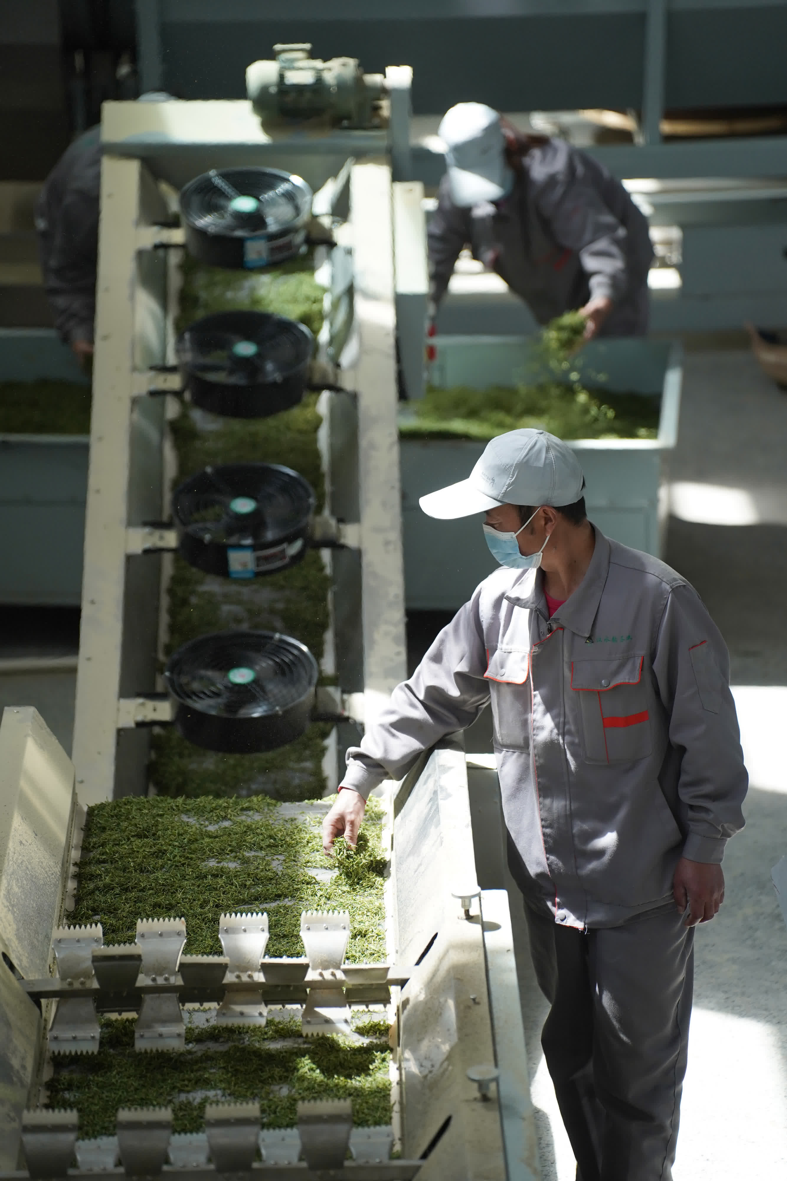 3月30日，工人在安康市漢濱區雙龍鎮一家茶企生產車間加工茶葉。（新華社）