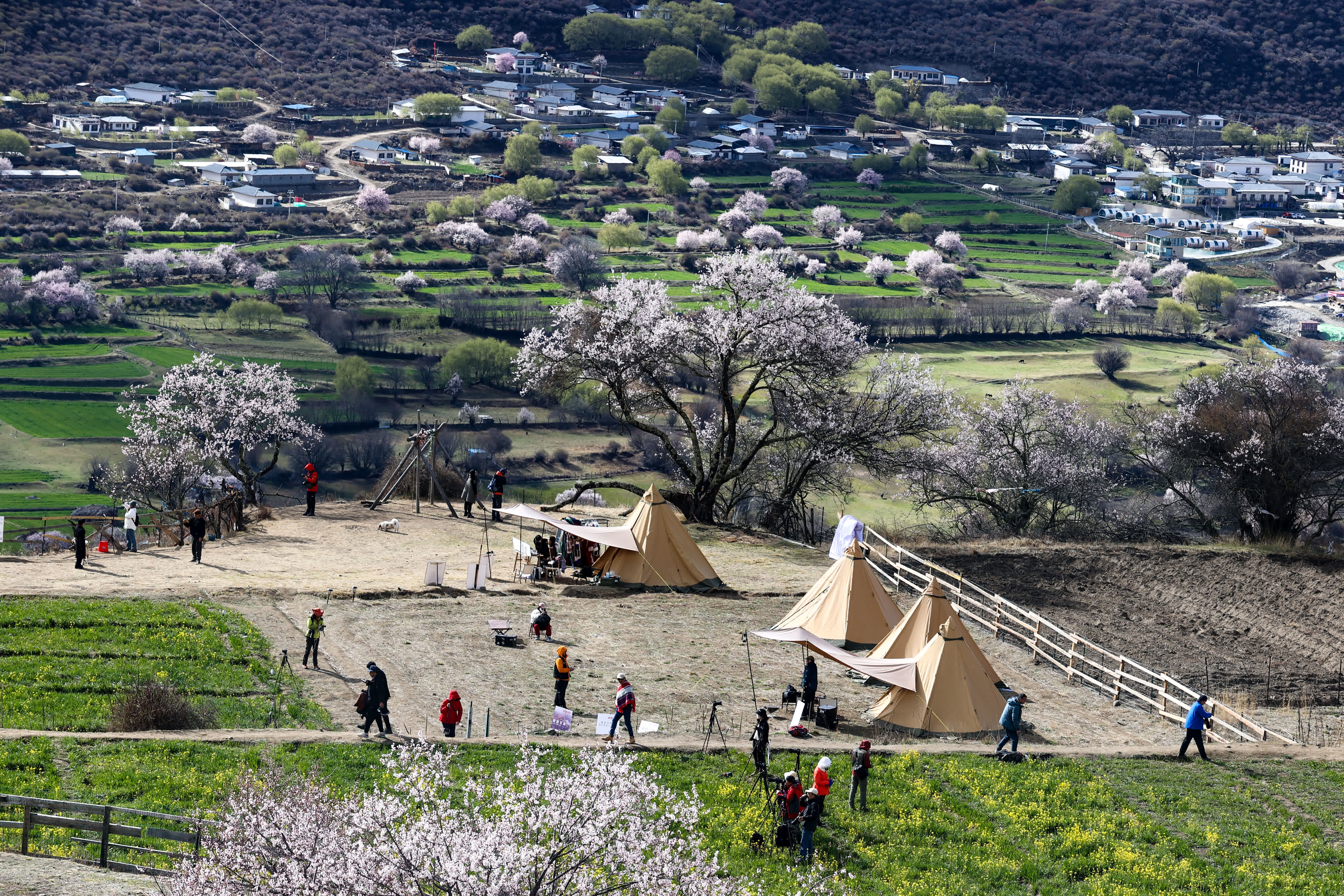 遊客在索松村桃花林間遊玩。（新華社）