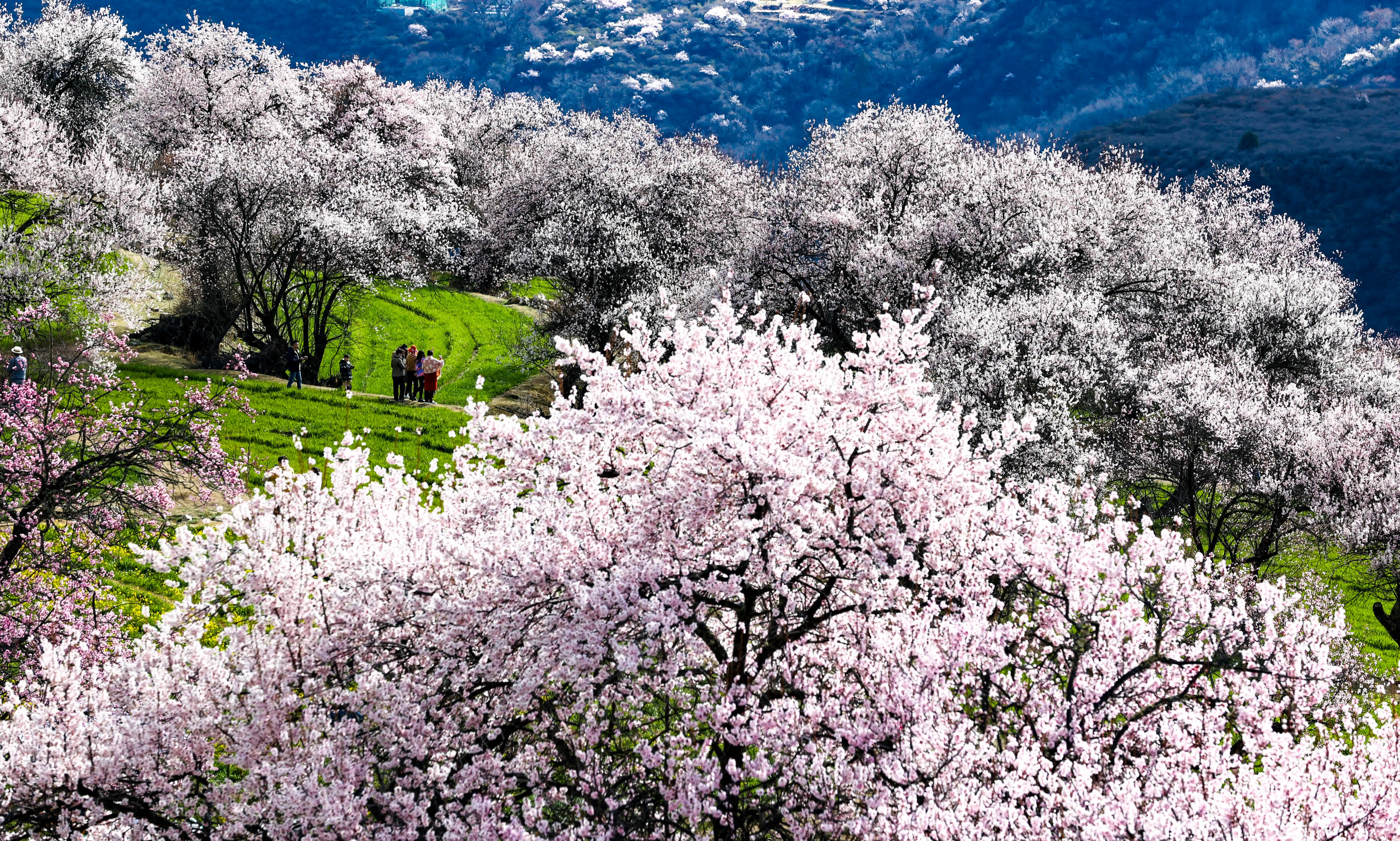 遊客在索松村的桃花林間遊玩。（新華社）