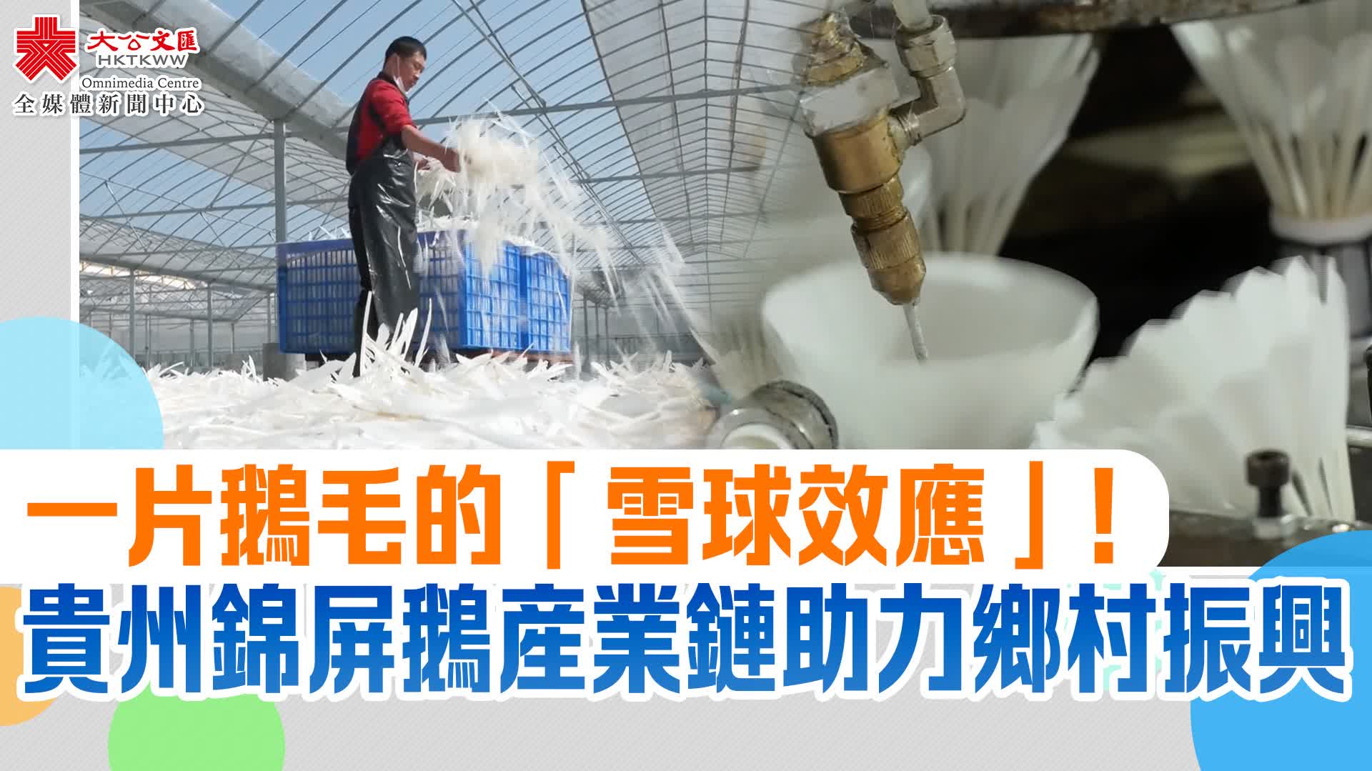 一片鵝毛的「雪球效應」！貴州錦屏鵝産業鏈助力鄉村振興