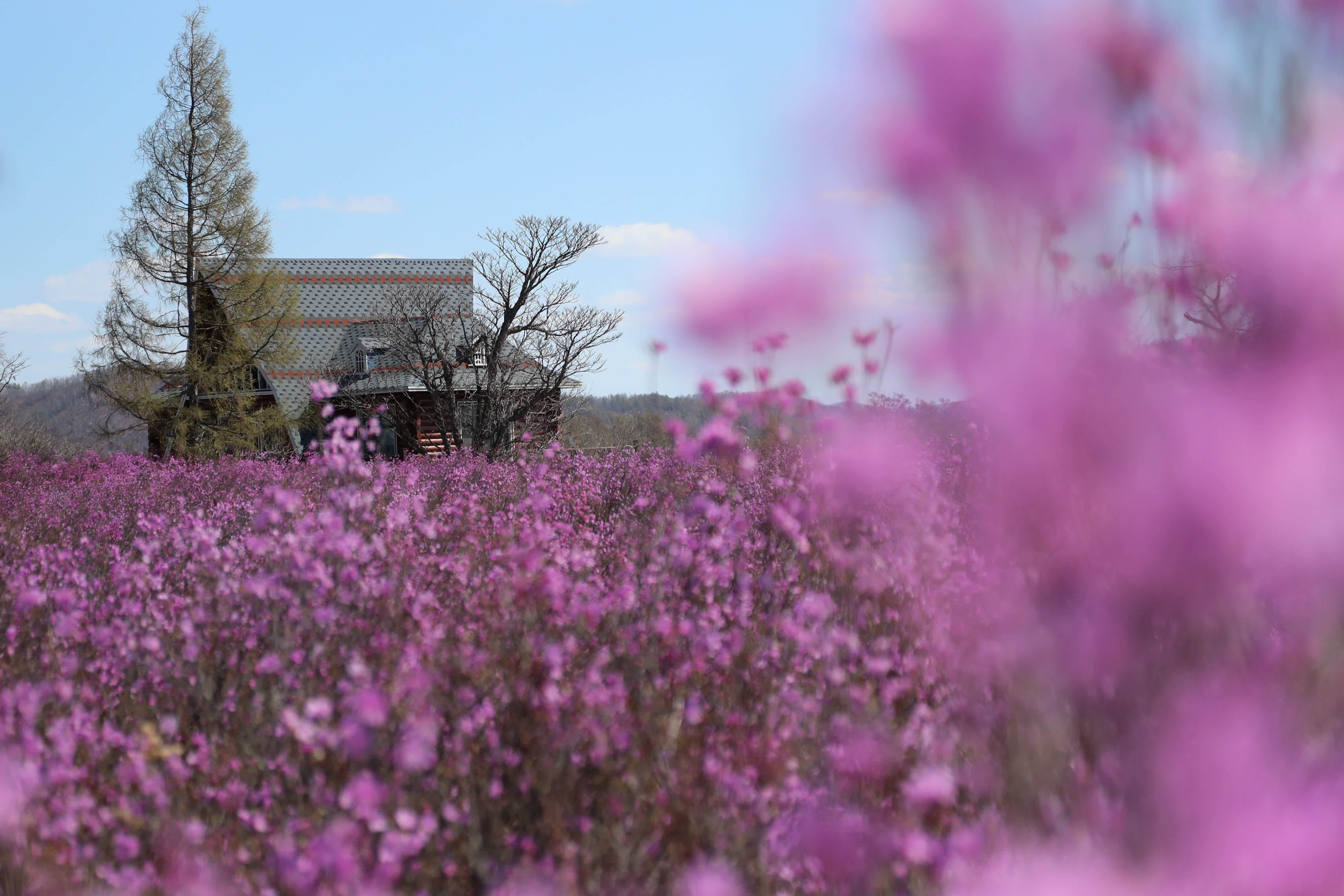 5月6日在達爾濱湖國家森林公園內拍攝的杜鵑花。（新華社）