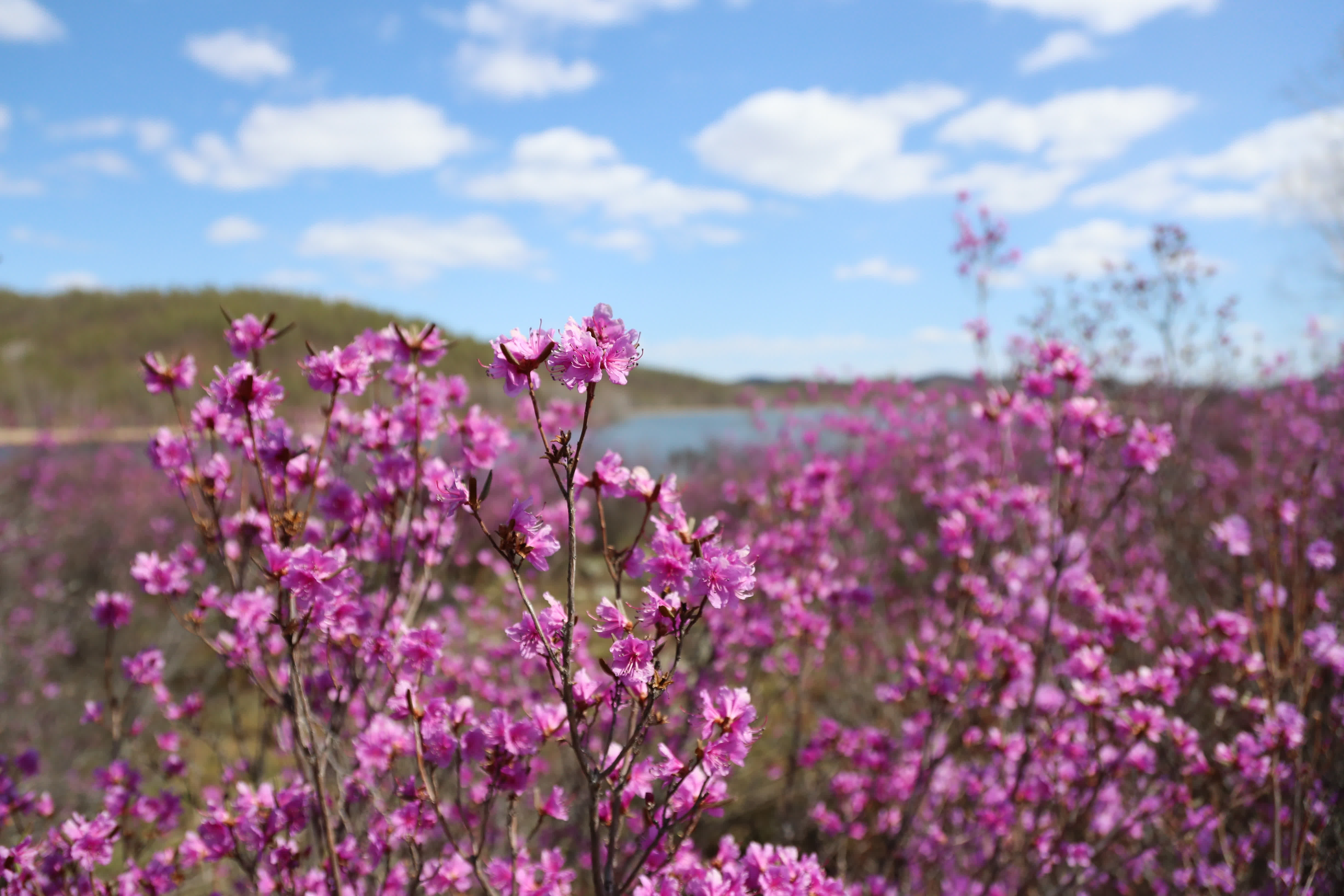 5月6日在達爾濱湖國家森林公園內拍攝的杜鵑花。（新華社）