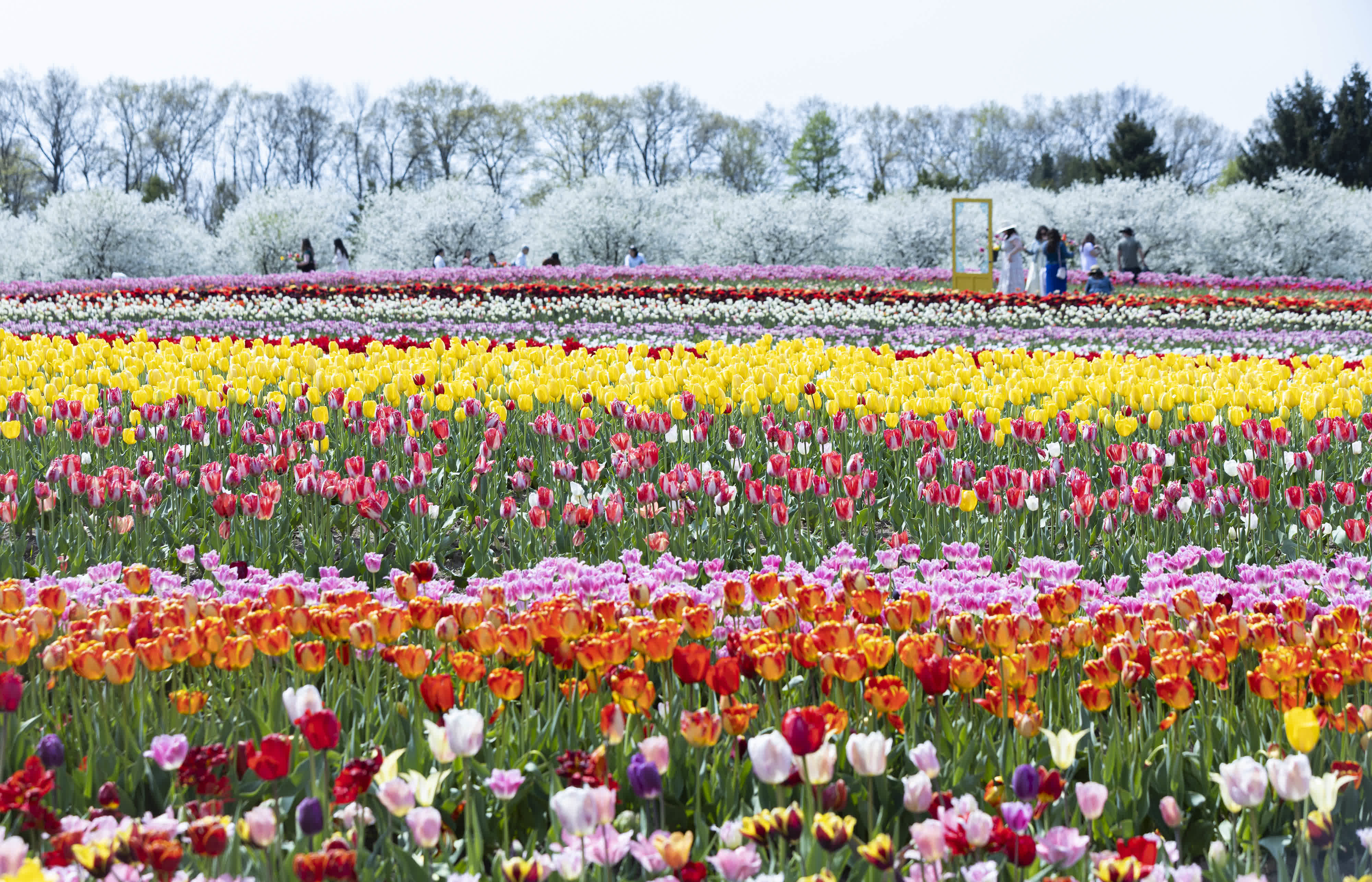 這是5月10日在加拿大安大略省費尼克的一處鬱金香種植農場拍攝的鬱金香花海。（新華社）
