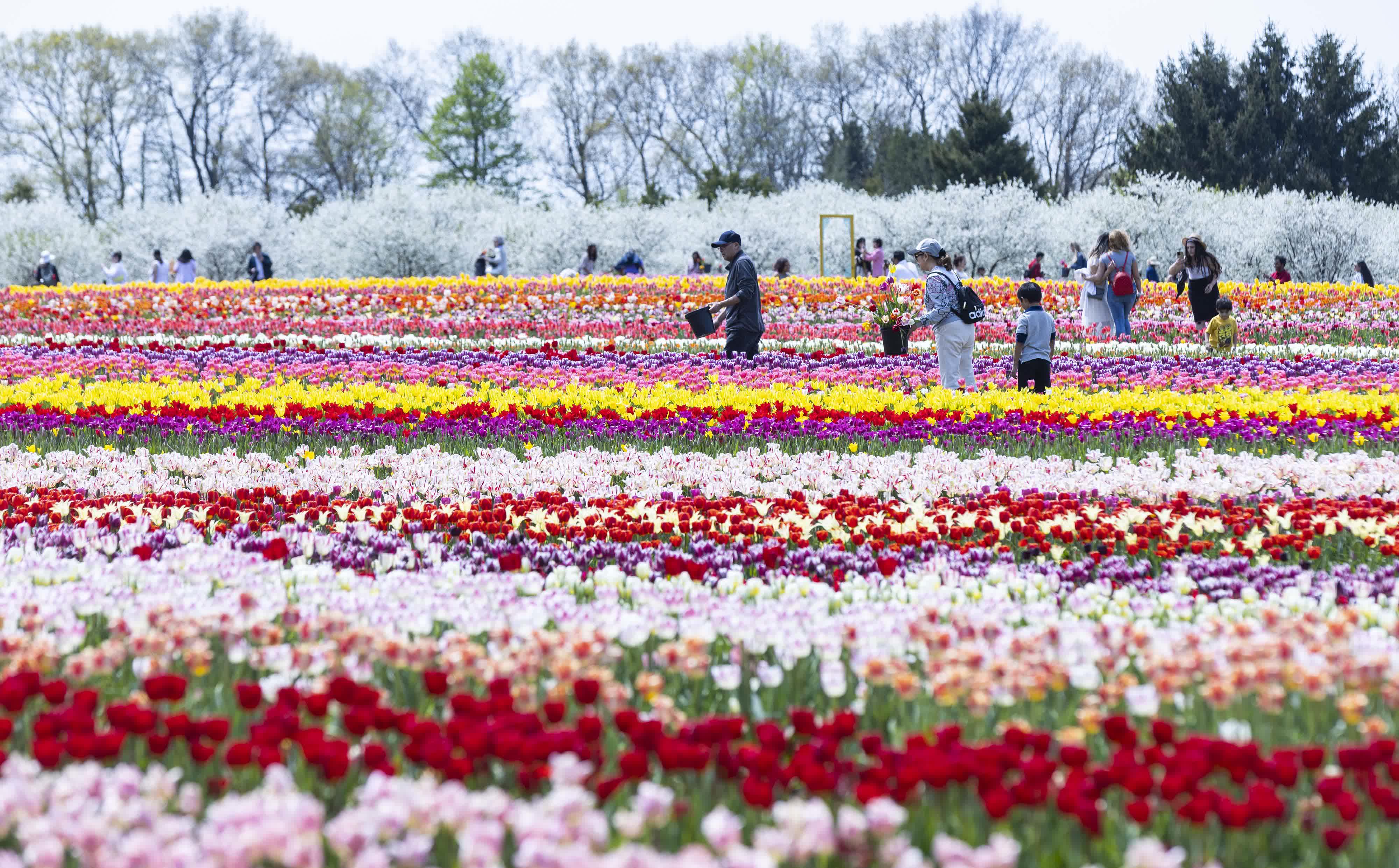 5月10日，遊人在加拿大安大略省費尼克的一處鬱金香種植農場觀賞、採摘鬱金香。（新華社）