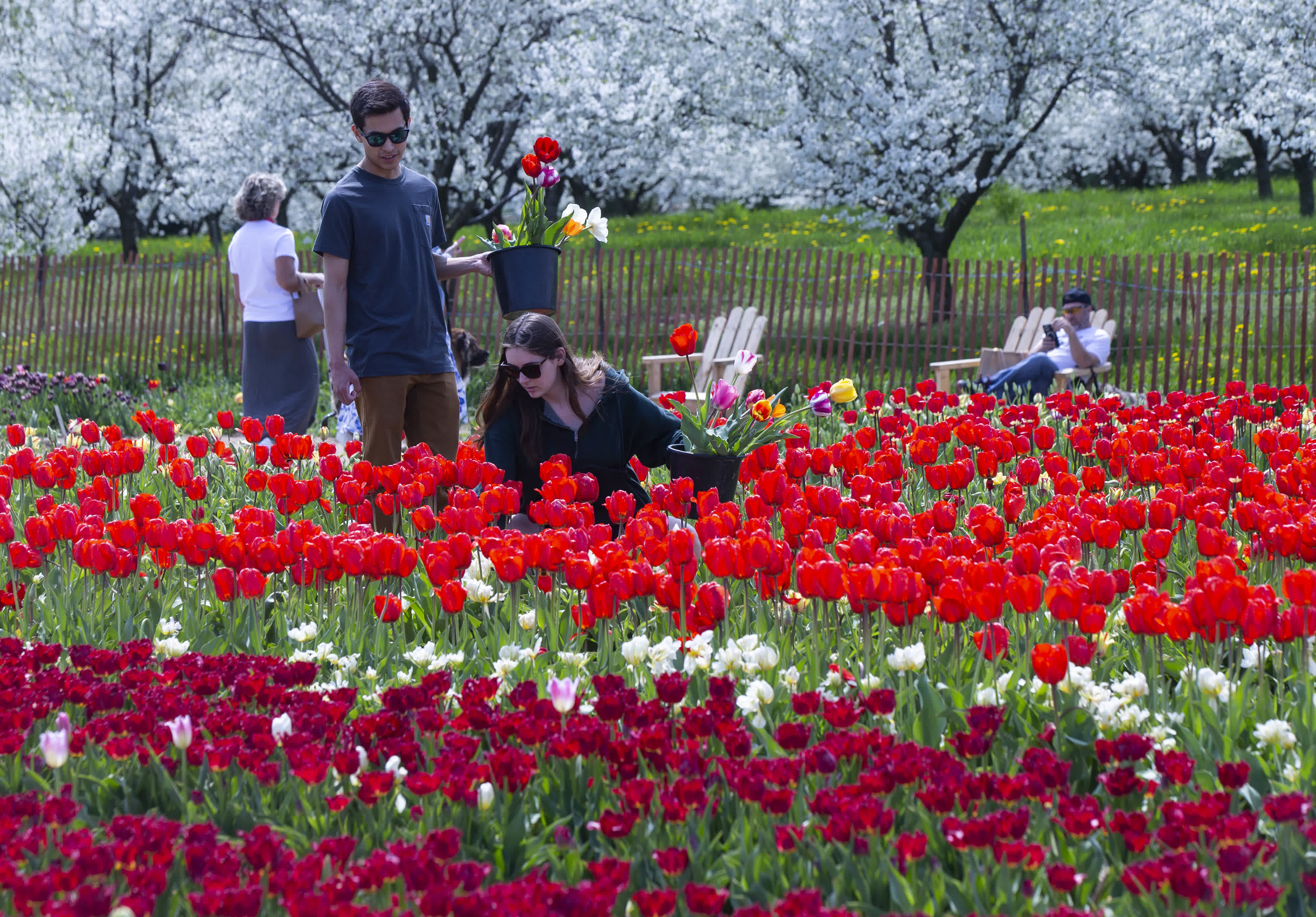 5月10日，遊人在加拿大安大略省費尼克的一處鬱金香種植農場採摘鬱金香。（新華社）