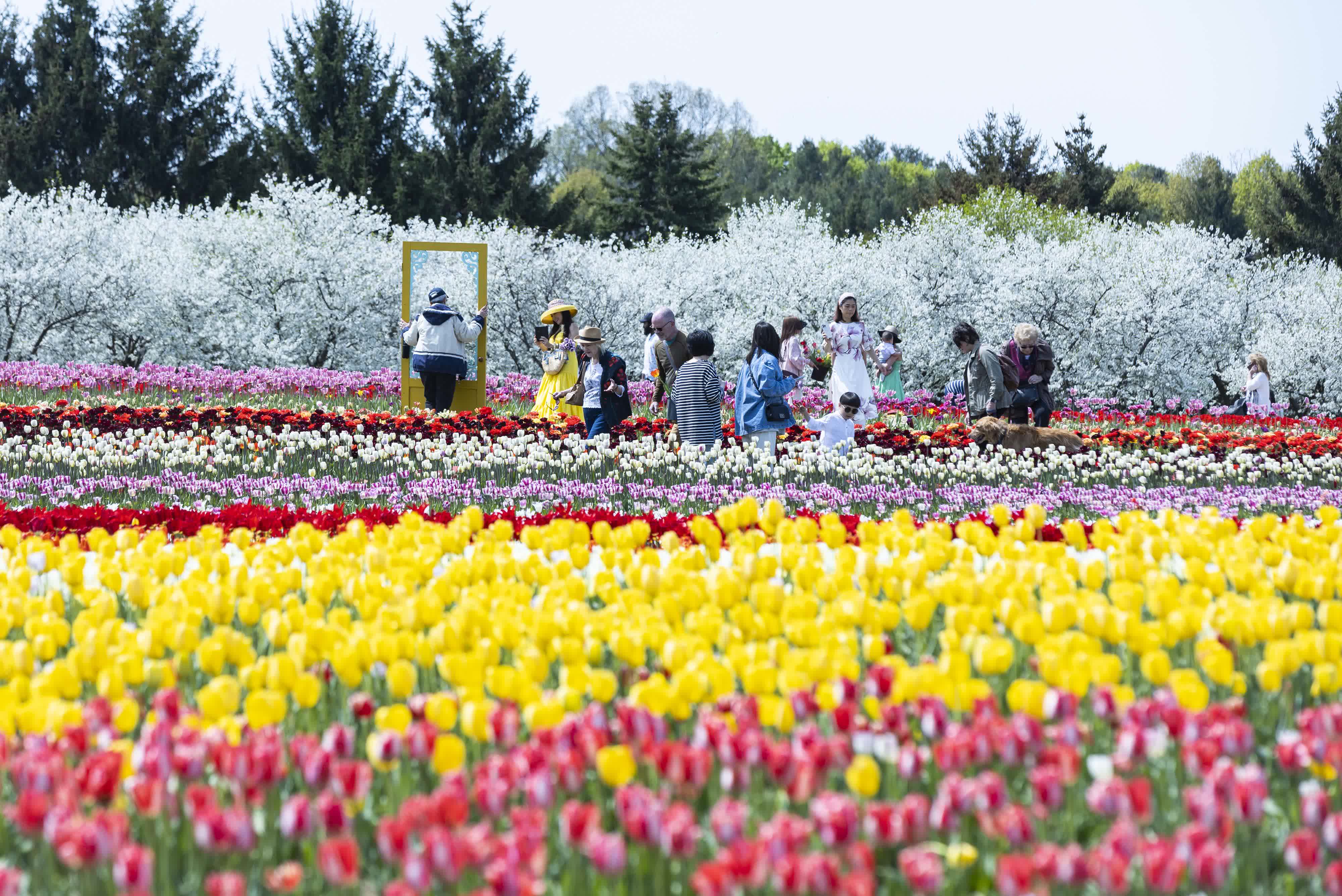 5月10日，遊人在加拿大安大略省費尼克的一處鬱金香種植農場觀賞、採摘鬱金香。