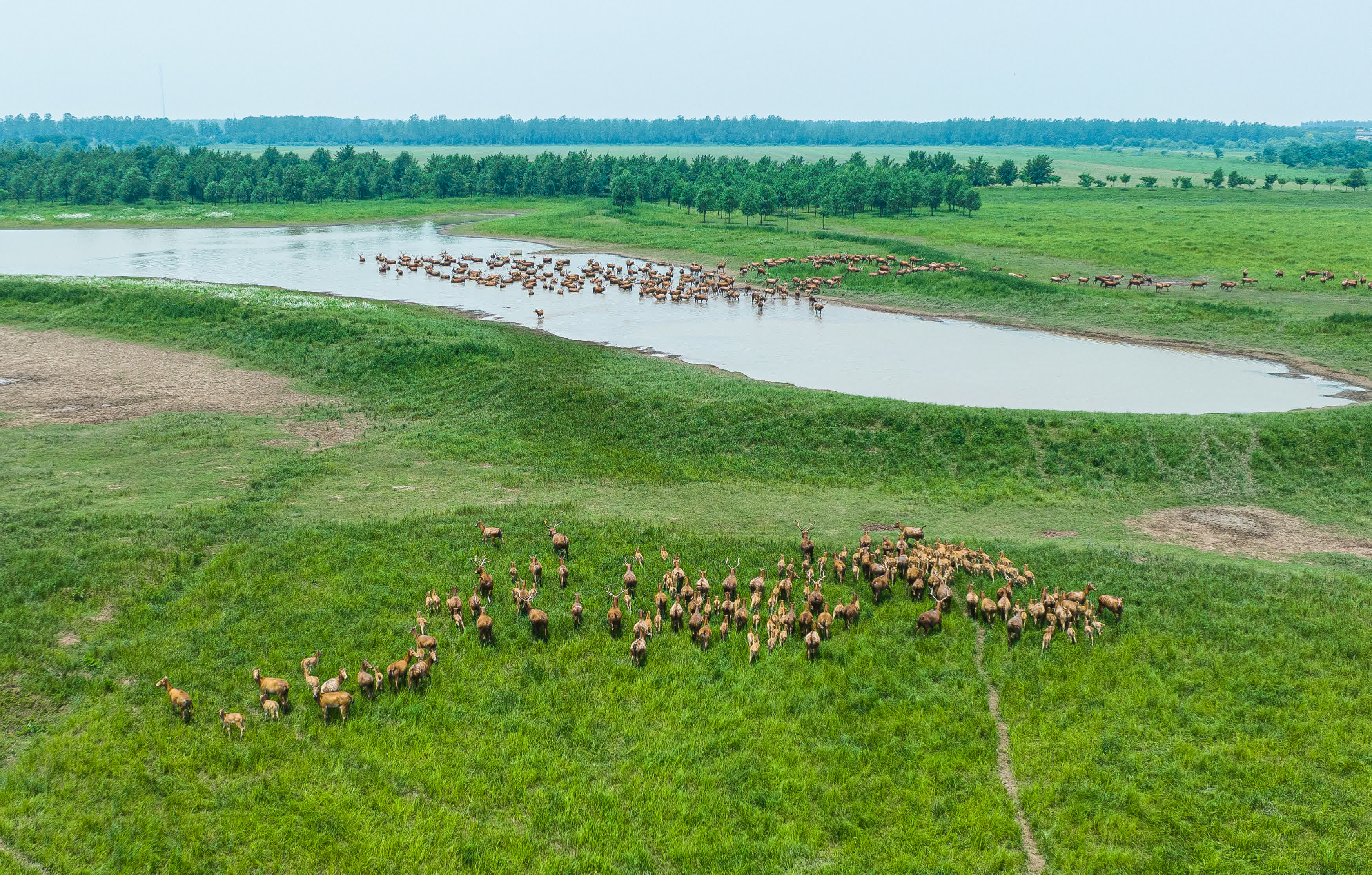 5月19日，一群麋鹿在湖北石首麋鹿國家級自然保護區內活動（無人機照片）。
