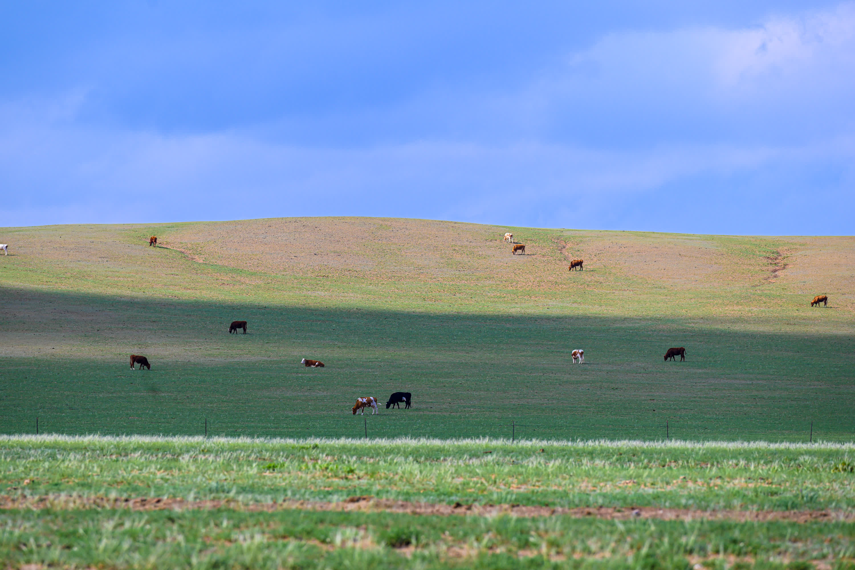 5月30日，牛群在內蒙古錫林郭勒盟蘇尼特右旗境內的草原上悠閒覓食。（新華社）