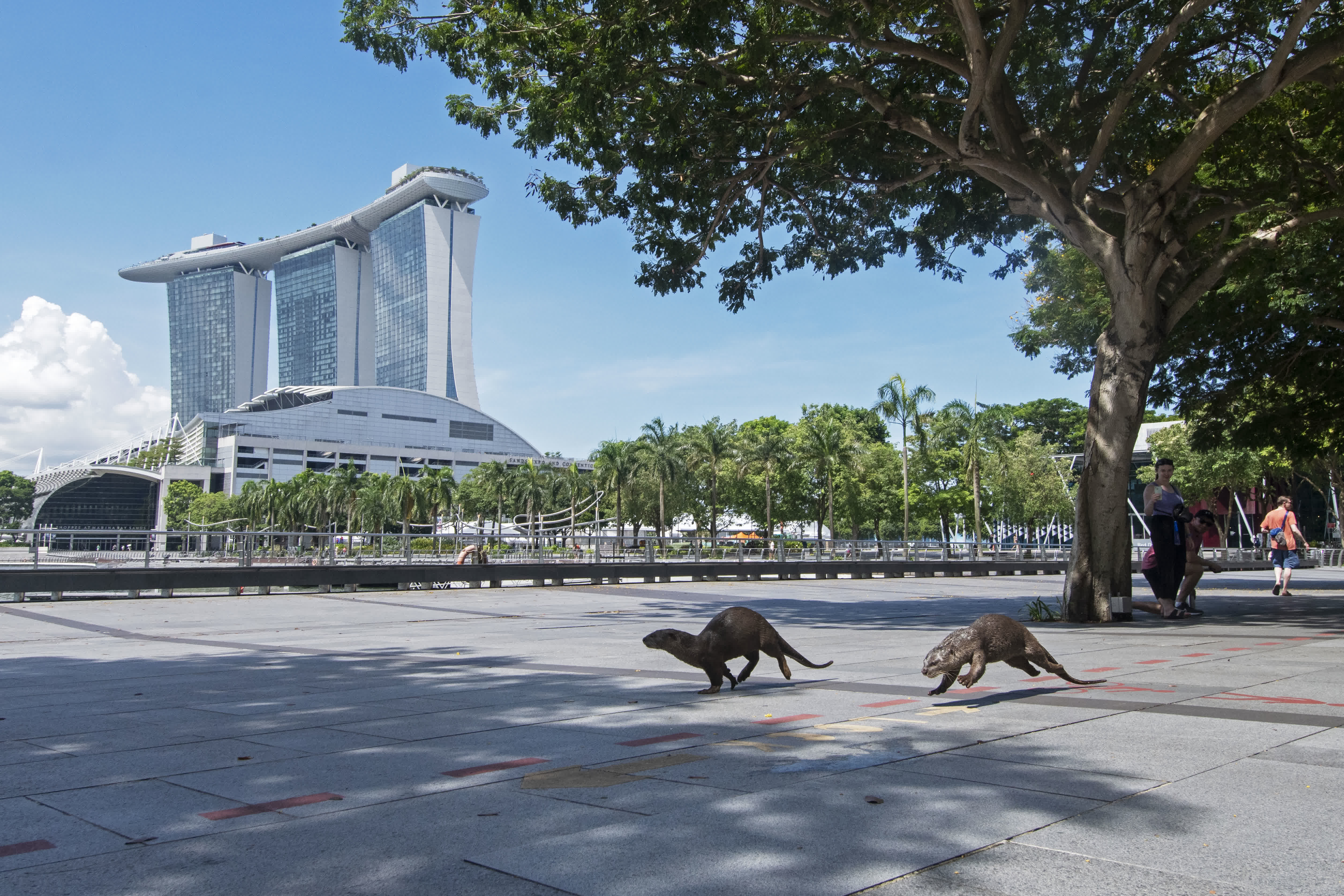 5月2日，一群水獺在新加坡濱海灣一帶的鬧市中出沒。（新華社）