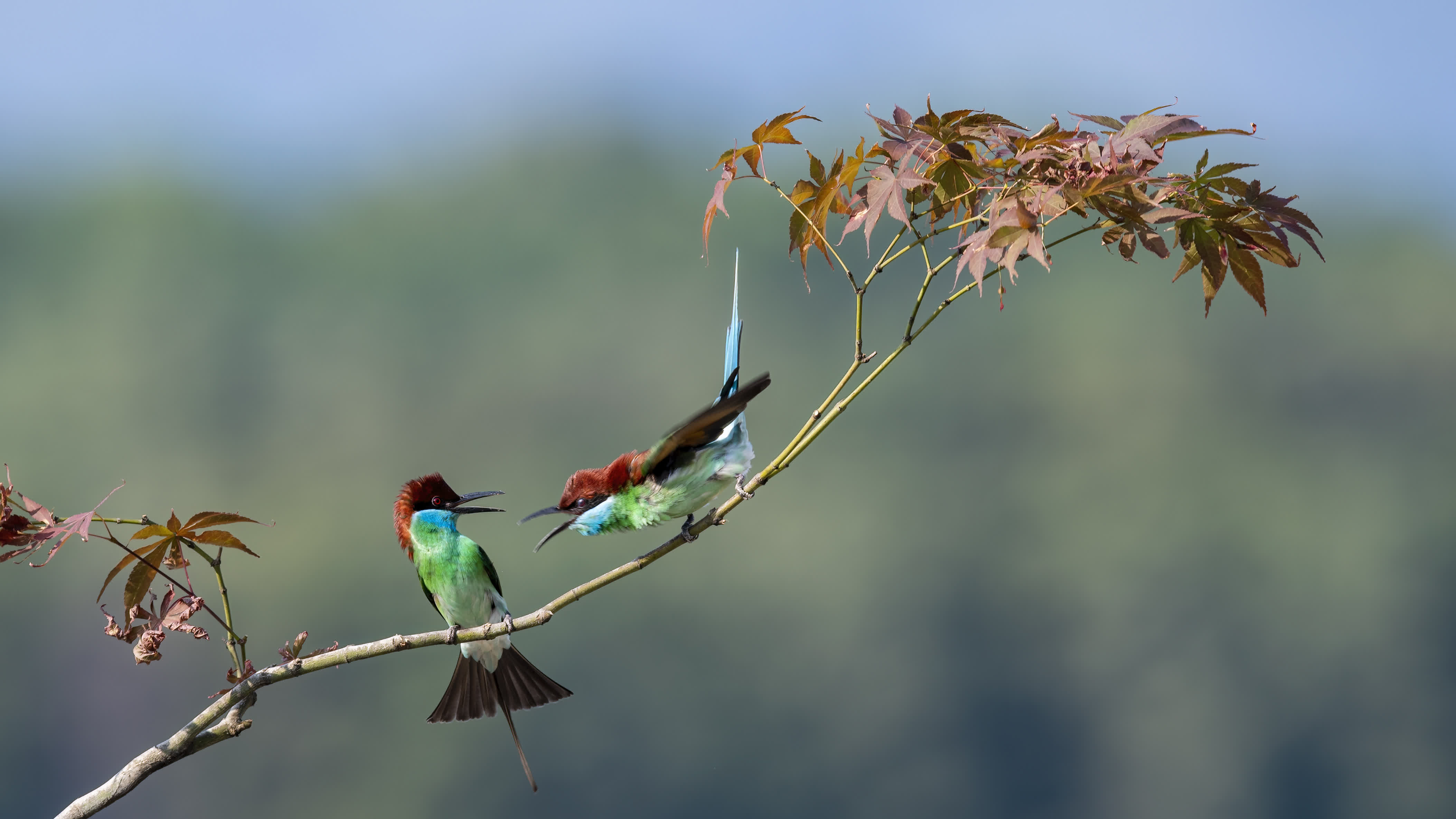 6月2日，在福建省南平市延平區爐下鎮斜溪村，兩隻藍喉蜂虎在樹枝上嬉戲。