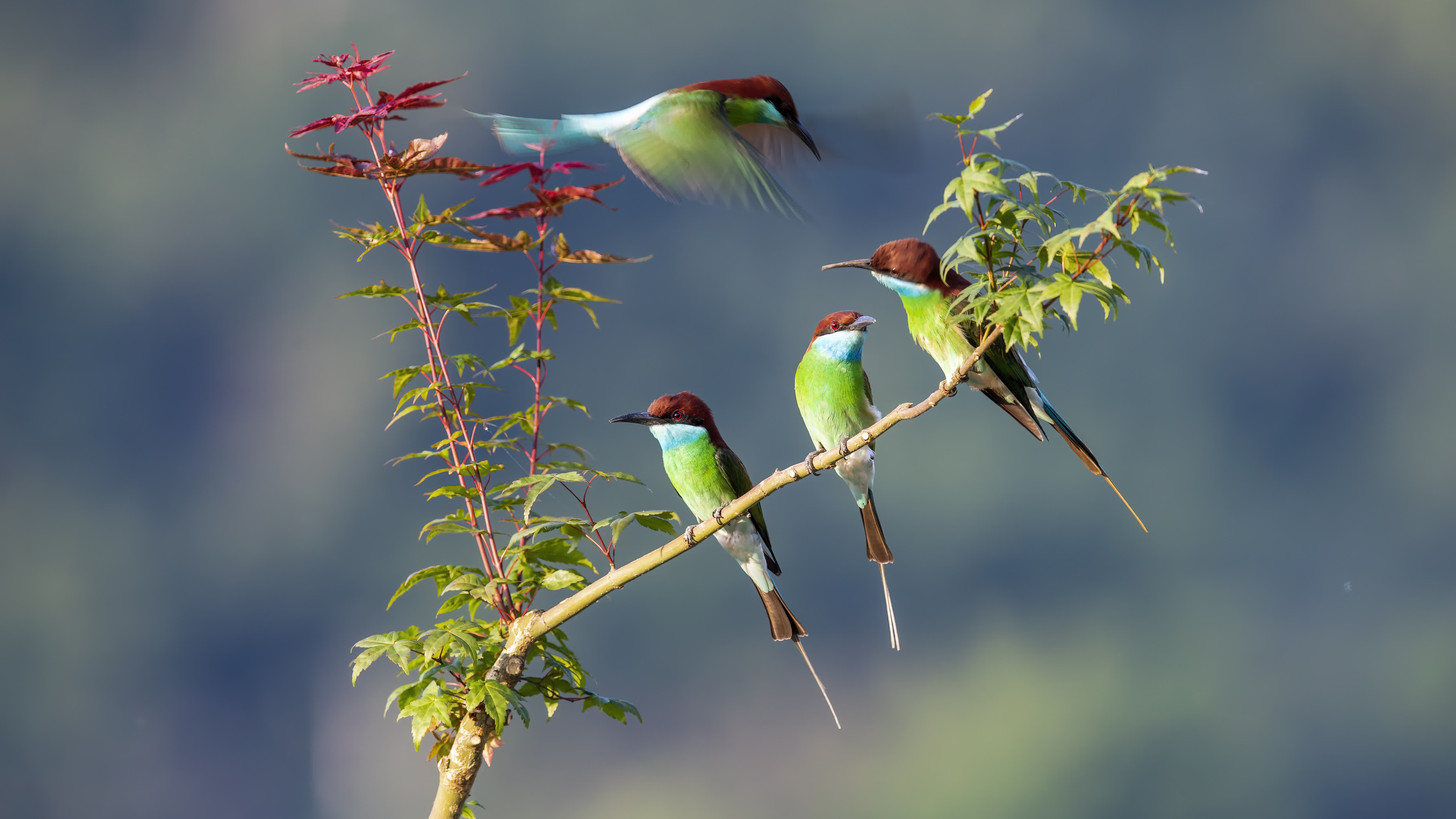 6月2日，在福建省南平市延平區爐下鎮斜溪村，四隻藍喉蜂虎在嬉戲。